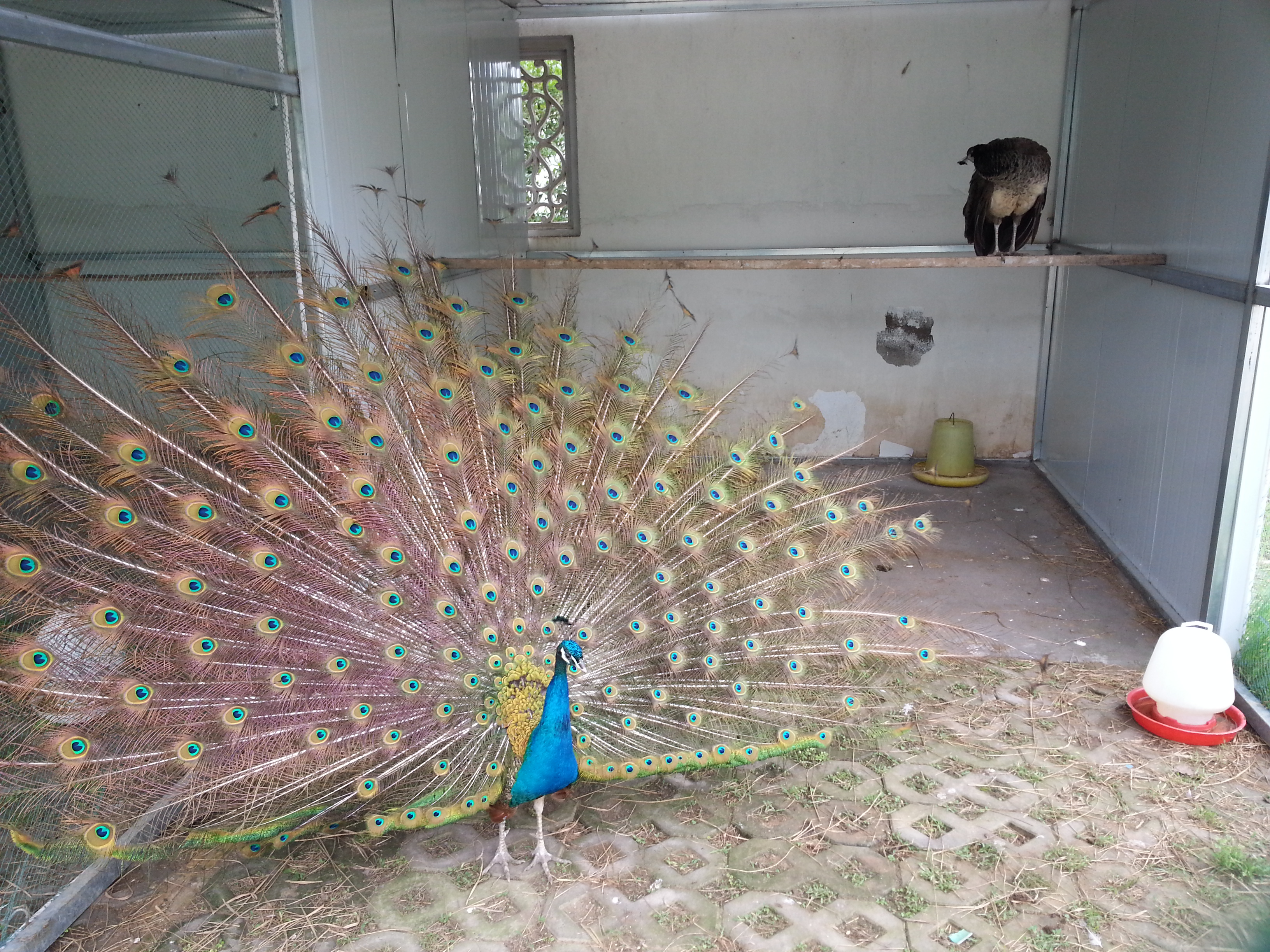 Free download high resolution image - free image free photo free stock image public domain picture -peacock