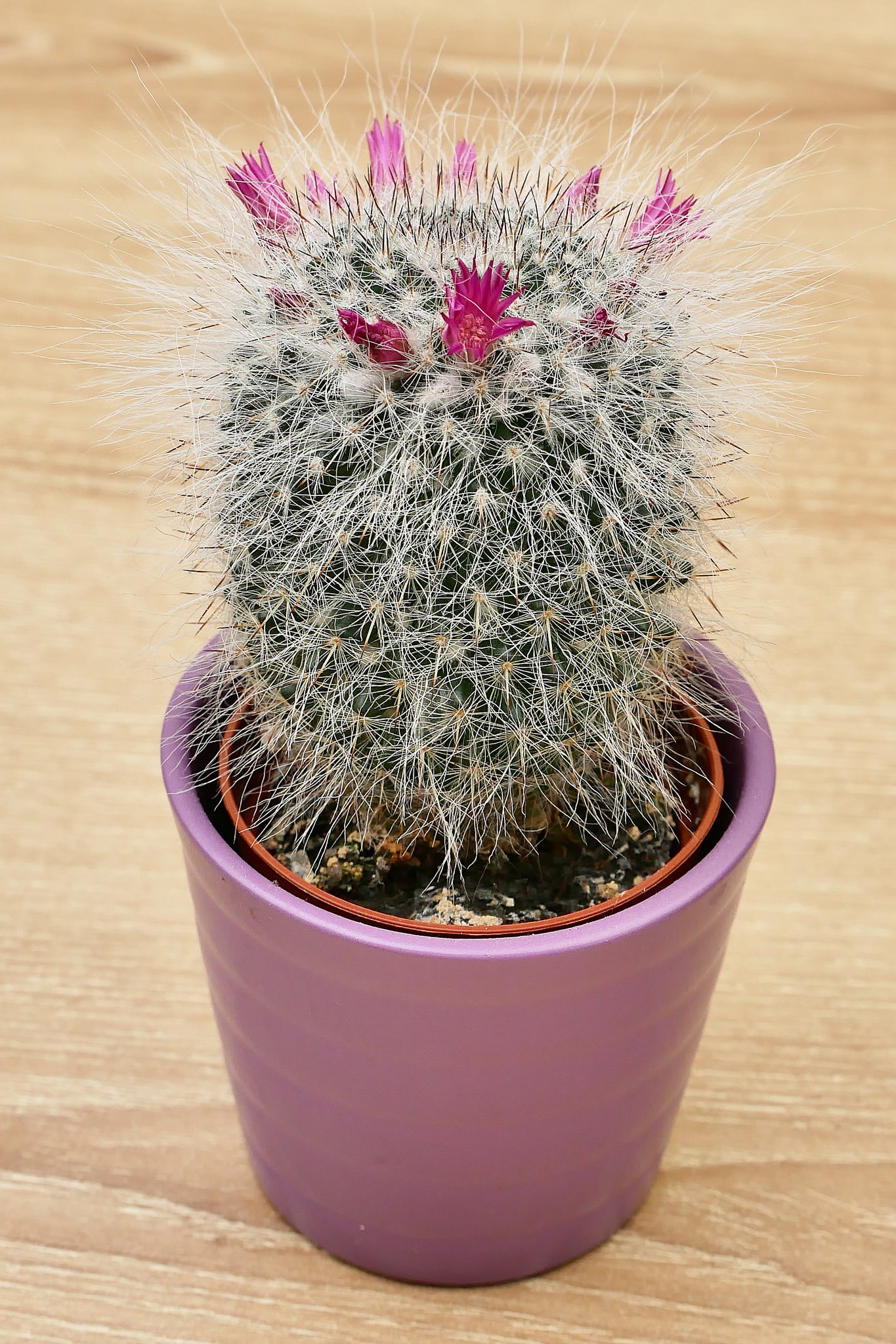 Free download high resolution image - free image free photo free stock image public domain picture -Beautiful light orange flowers of cactus