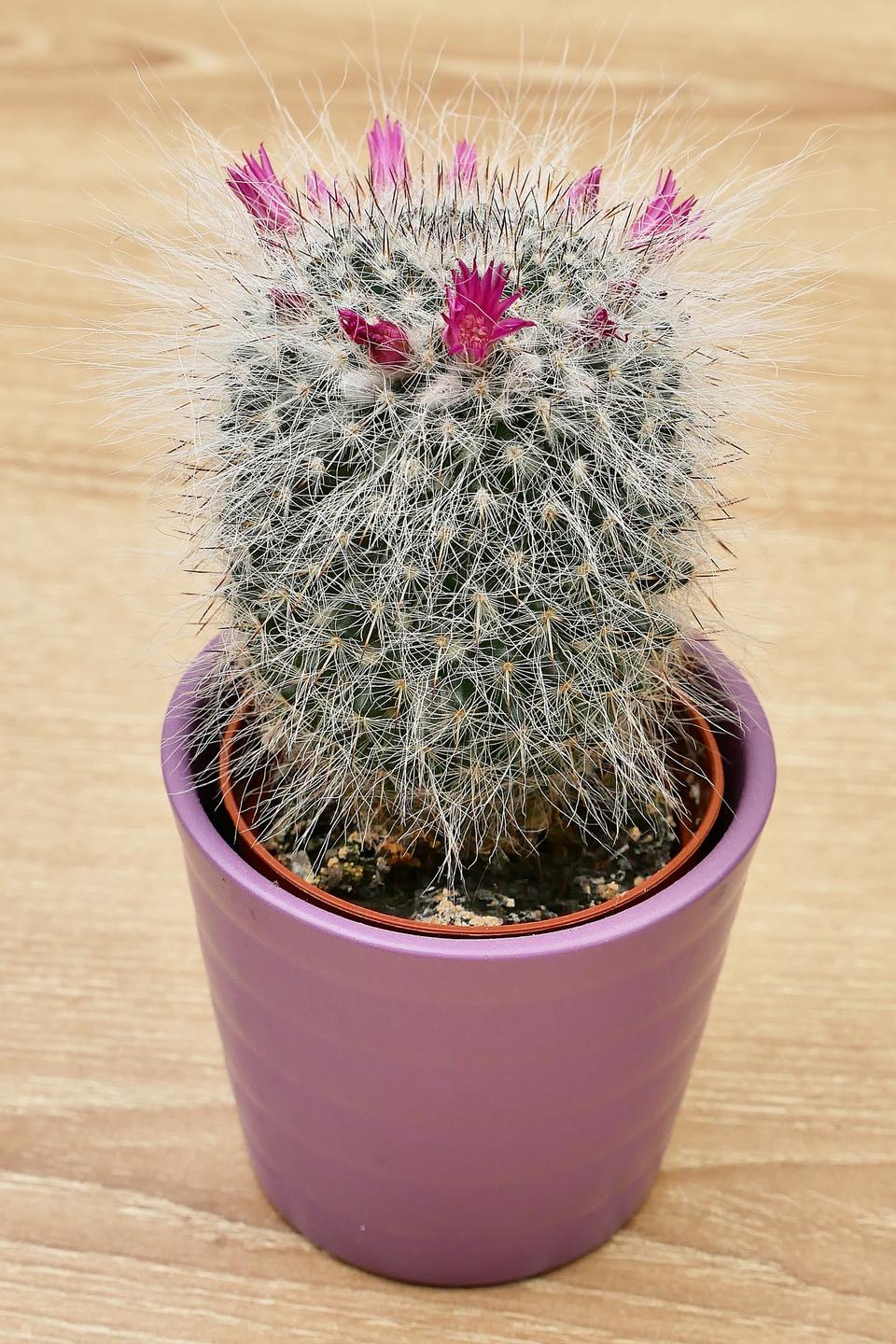 Free download high resolution image - free image free photo free stock image public domain picture  Beautiful light orange flowers of cactus