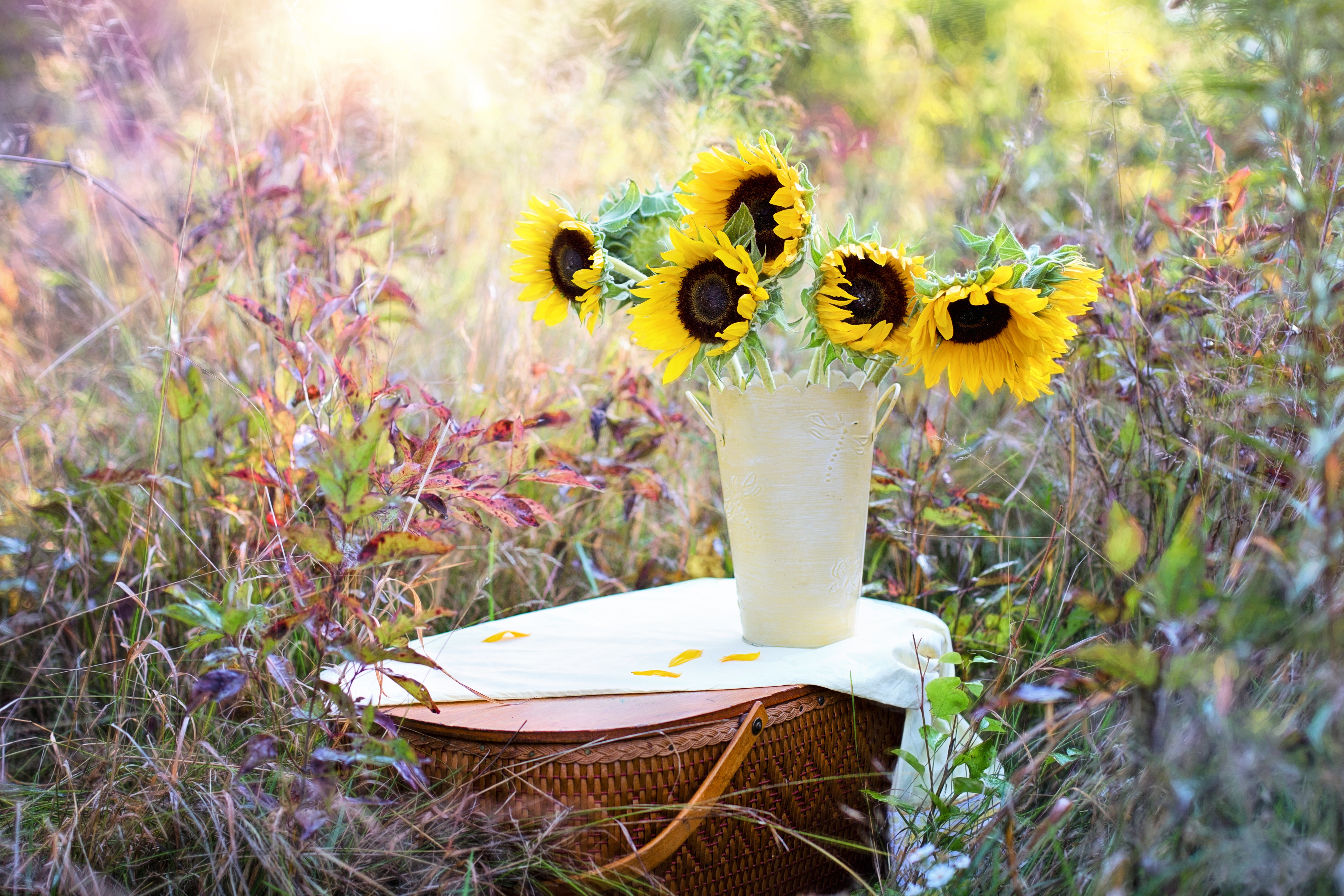 Free download high resolution image - free image free photo free stock image public domain picture -Sunflower Vase HD picture