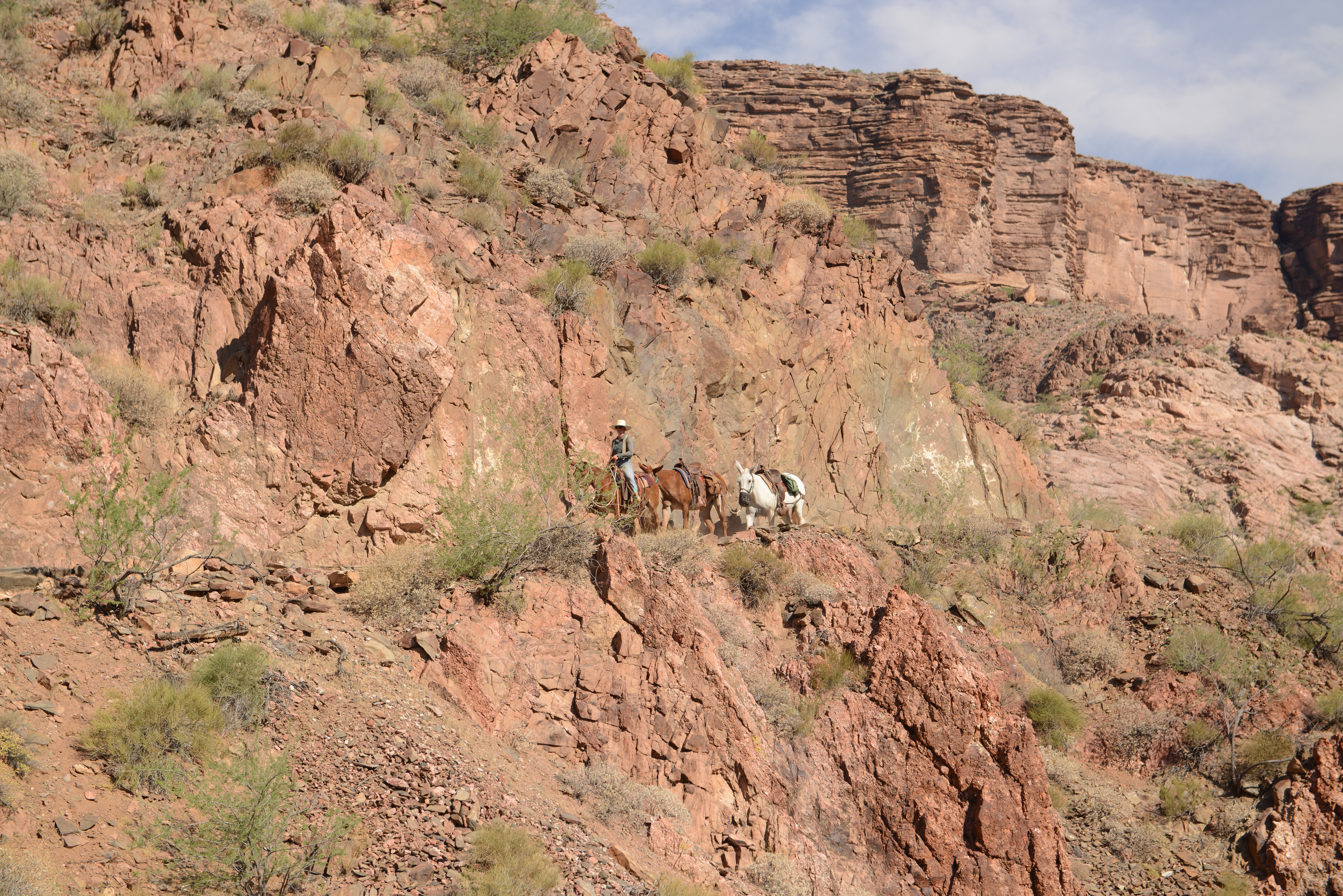 Free download high resolution image - free image free photo free stock image public domain picture -Tourists riding mules on River Trail in Grand Canyon.