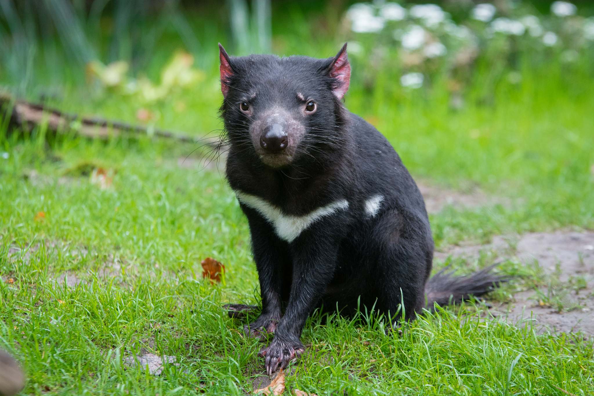 Free download high resolution image - free image free photo free stock image public domain picture -Young Tasmanian devil