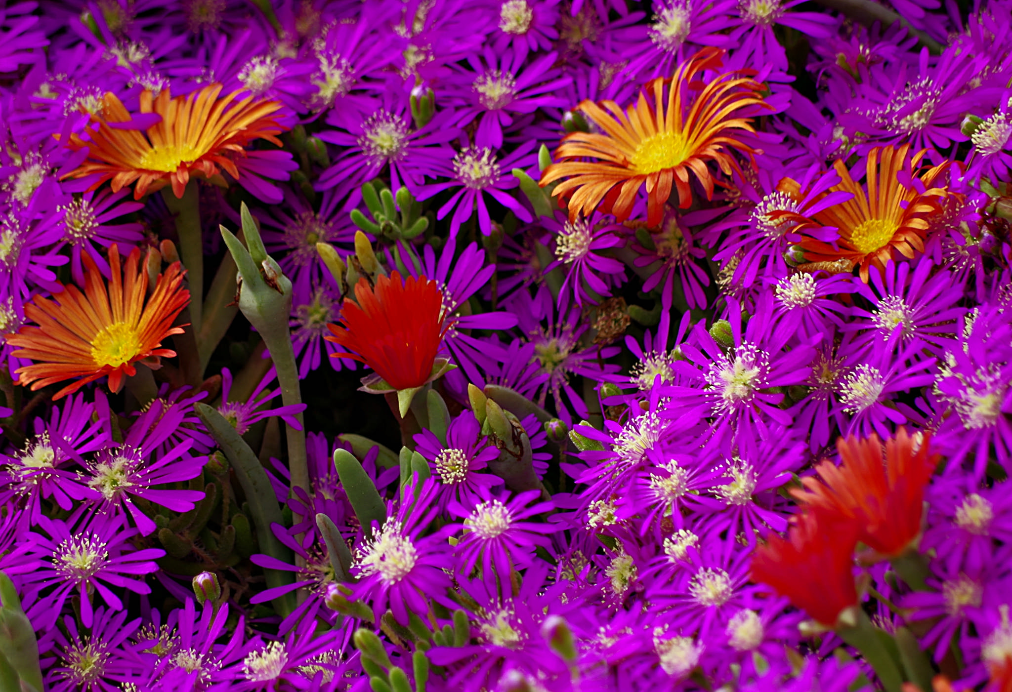 Free download high resolution image - free image free photo free stock image public domain picture -Abstract background texture of flowers. Close-up