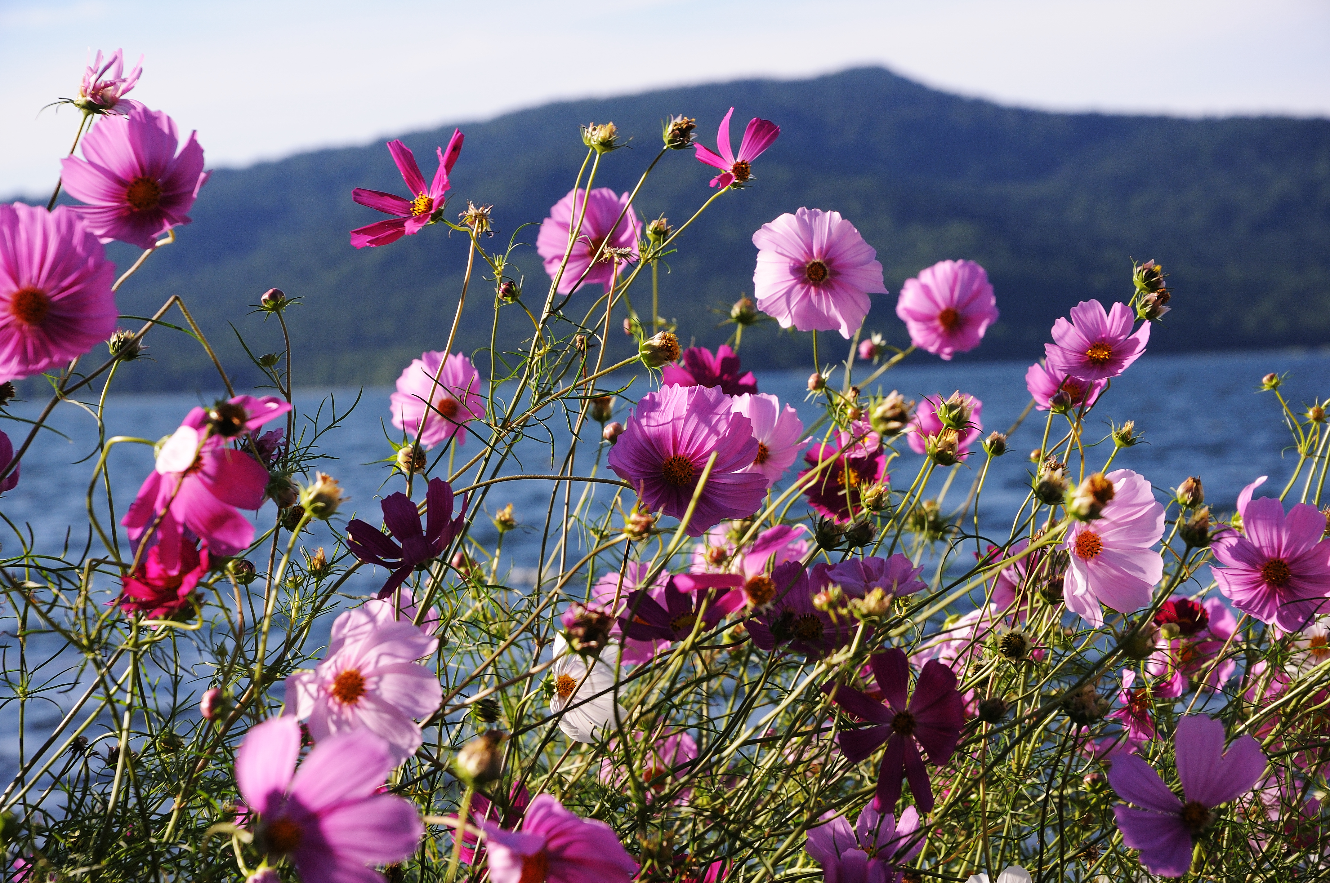 Free download high resolution image - free image free photo free stock image public domain picture -Hokkaido