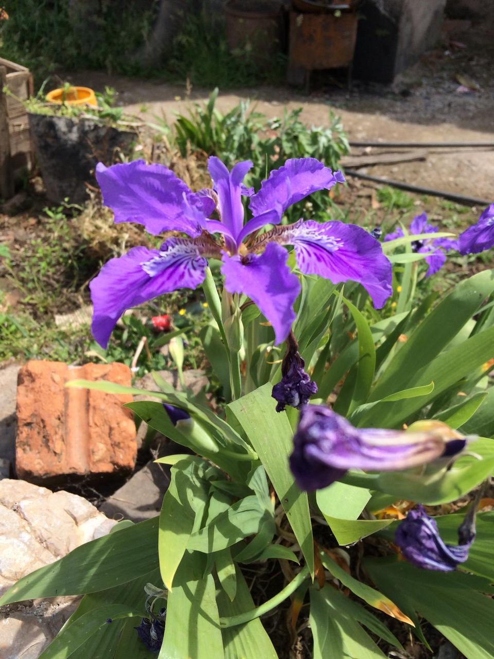 Free download high resolution image - free image free photo free stock image public domain picture  purple iris