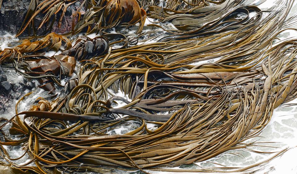 Free download high resolution image - free image free photo free stock image public domain picture  Seaweed and kelp on the shore