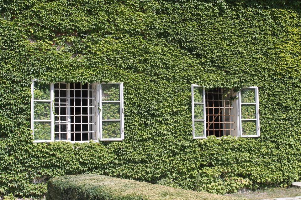 Free download high resolution image - free image free photo free stock image public domain picture  Internal court and green ivy on the ancient building