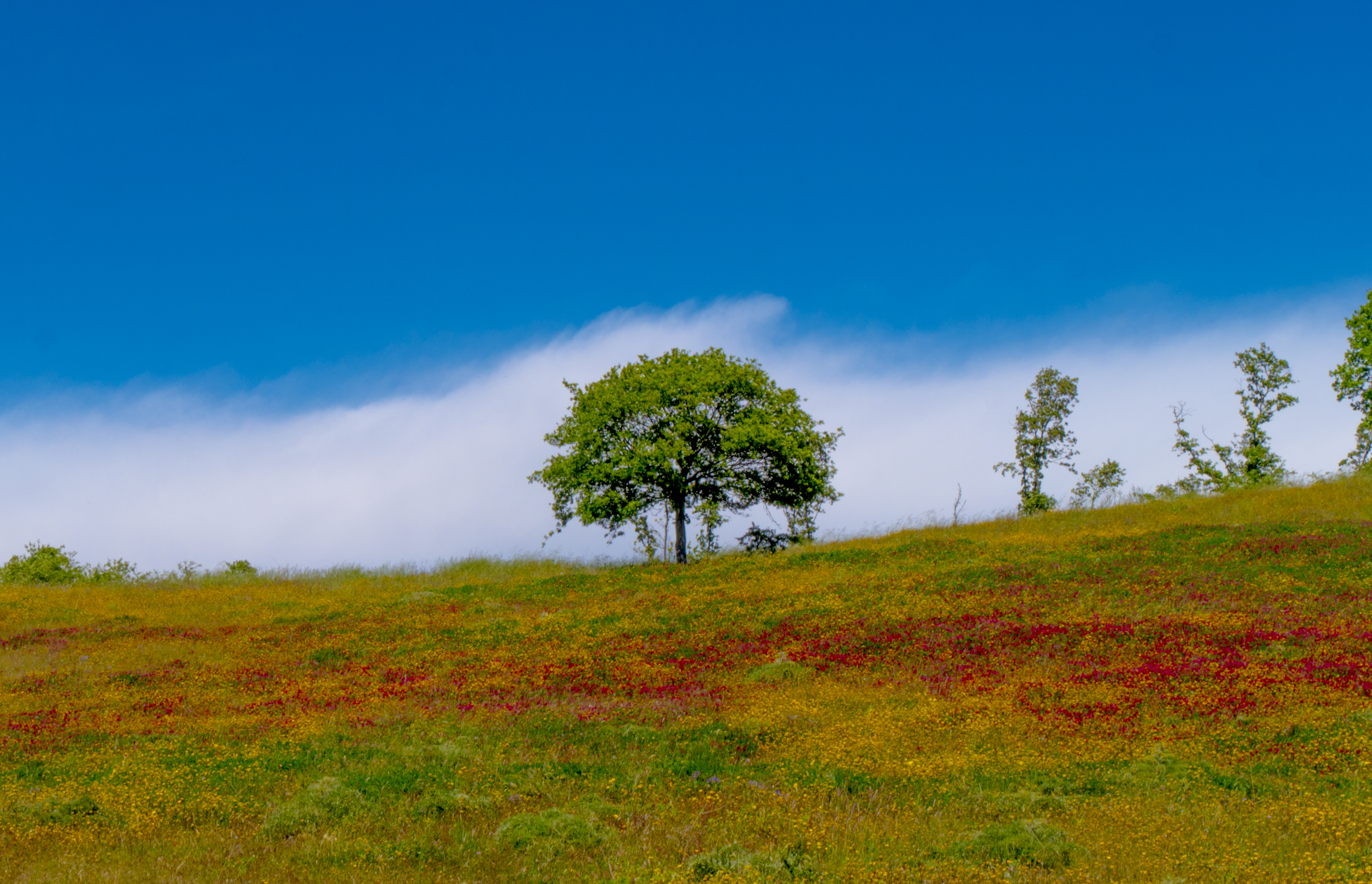 Free download high resolution image - free image free photo free stock image public domain picture -View of the magic pink flowers on the hill.