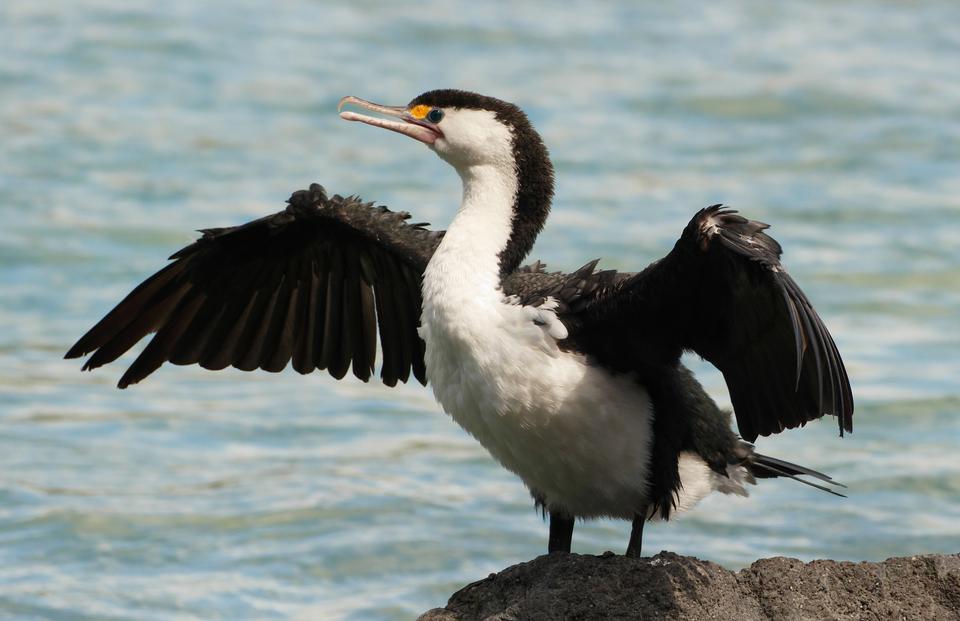 Free download high resolution image - free image free photo free stock image public domain picture  Pied shag bird on the rock, Kaikoura New Zealand