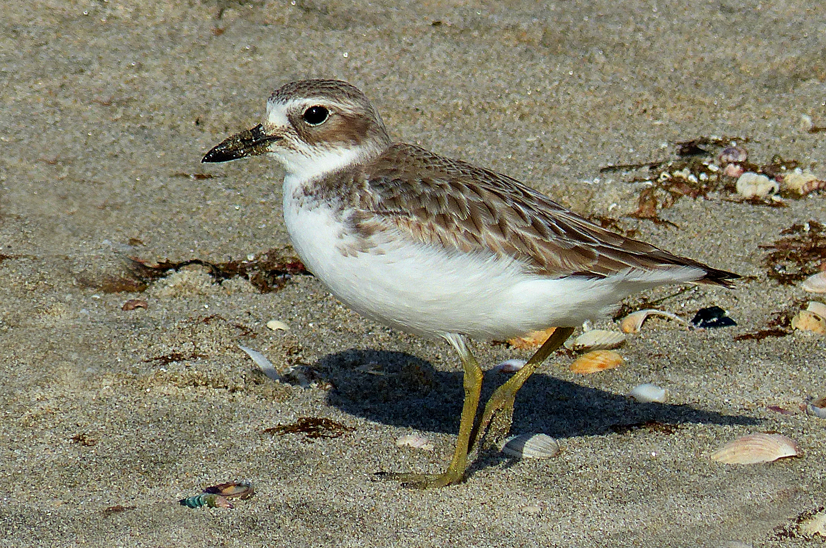 Free download high resolution image - free image free photo free stock image public domain picture -Charadrius bicinctus, on sandy beach arranging its plumage