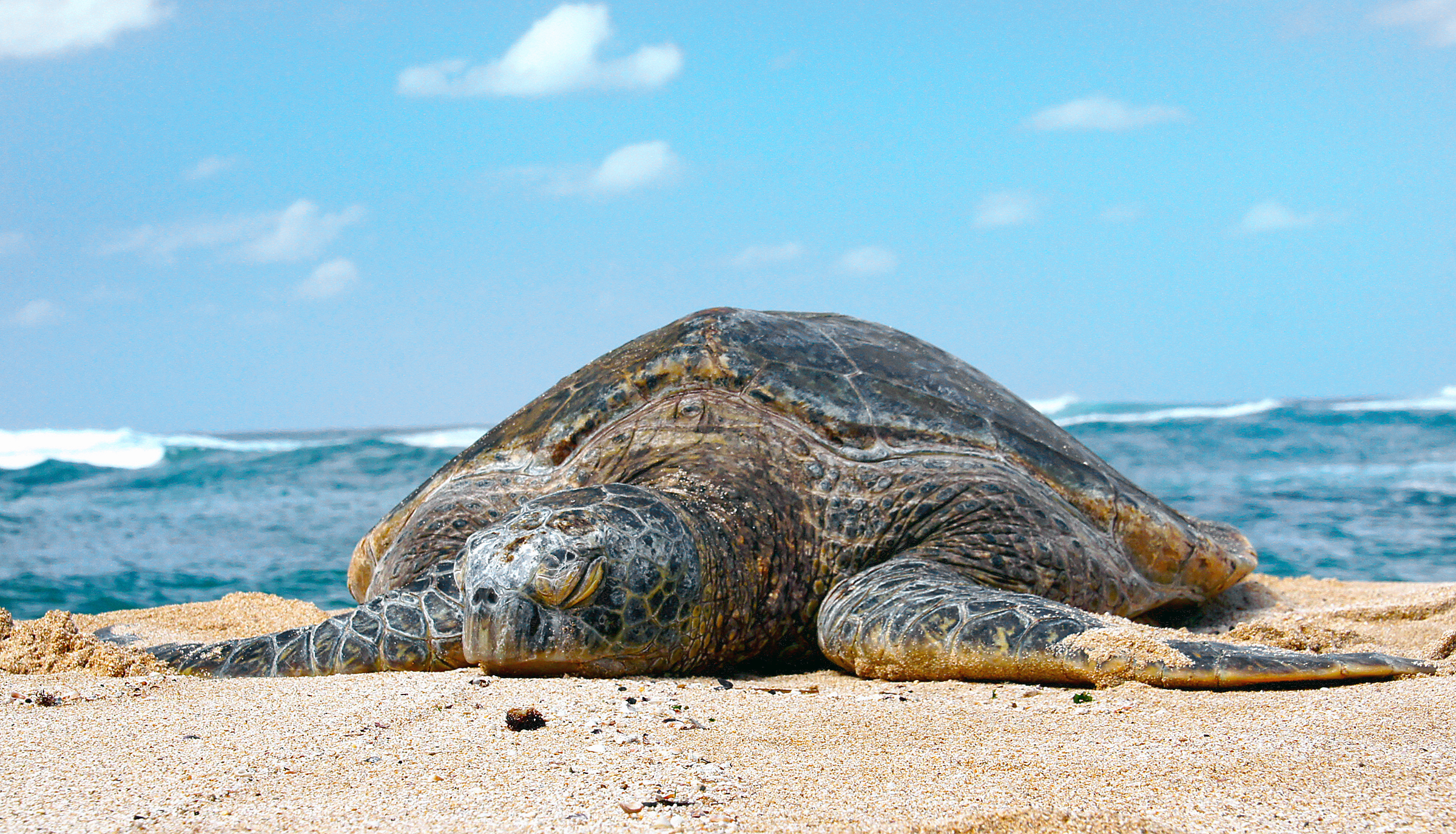 Free download high resolution image - free image free photo free stock image public domain picture -sea turtle