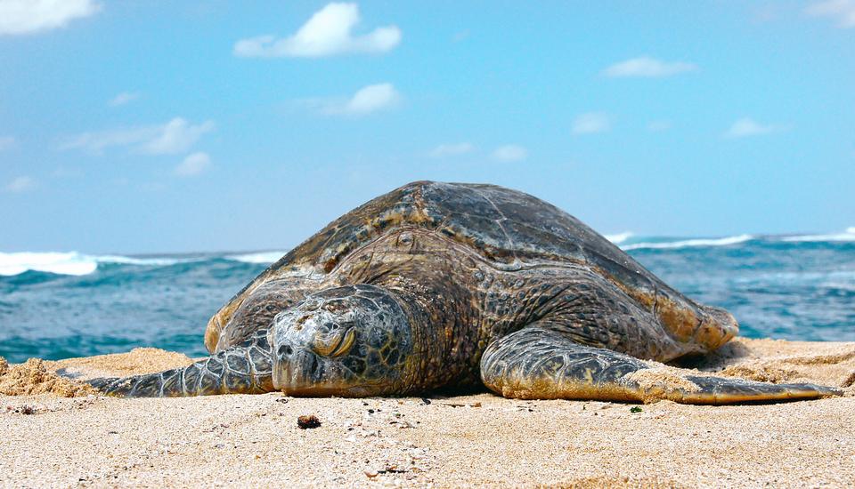 Free download high resolution image - free image free photo free stock image public domain picture  sea turtle