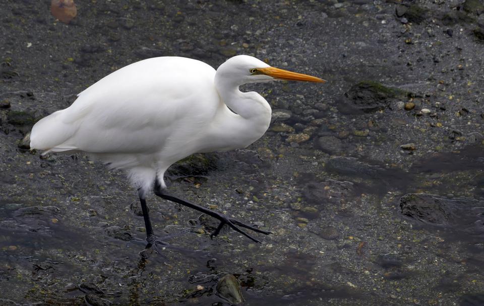 Free download high resolution image - free image free photo free stock image public domain picture  Great White Heron