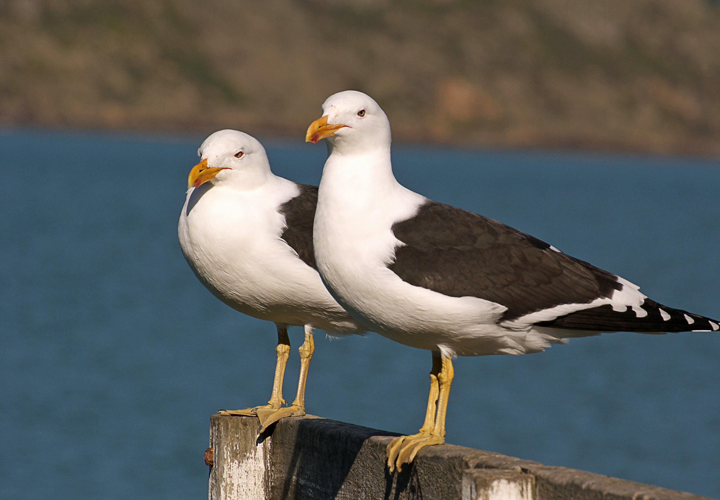 Free download high resolution image - free image free photo free stock image public domain picture -Black back gulls