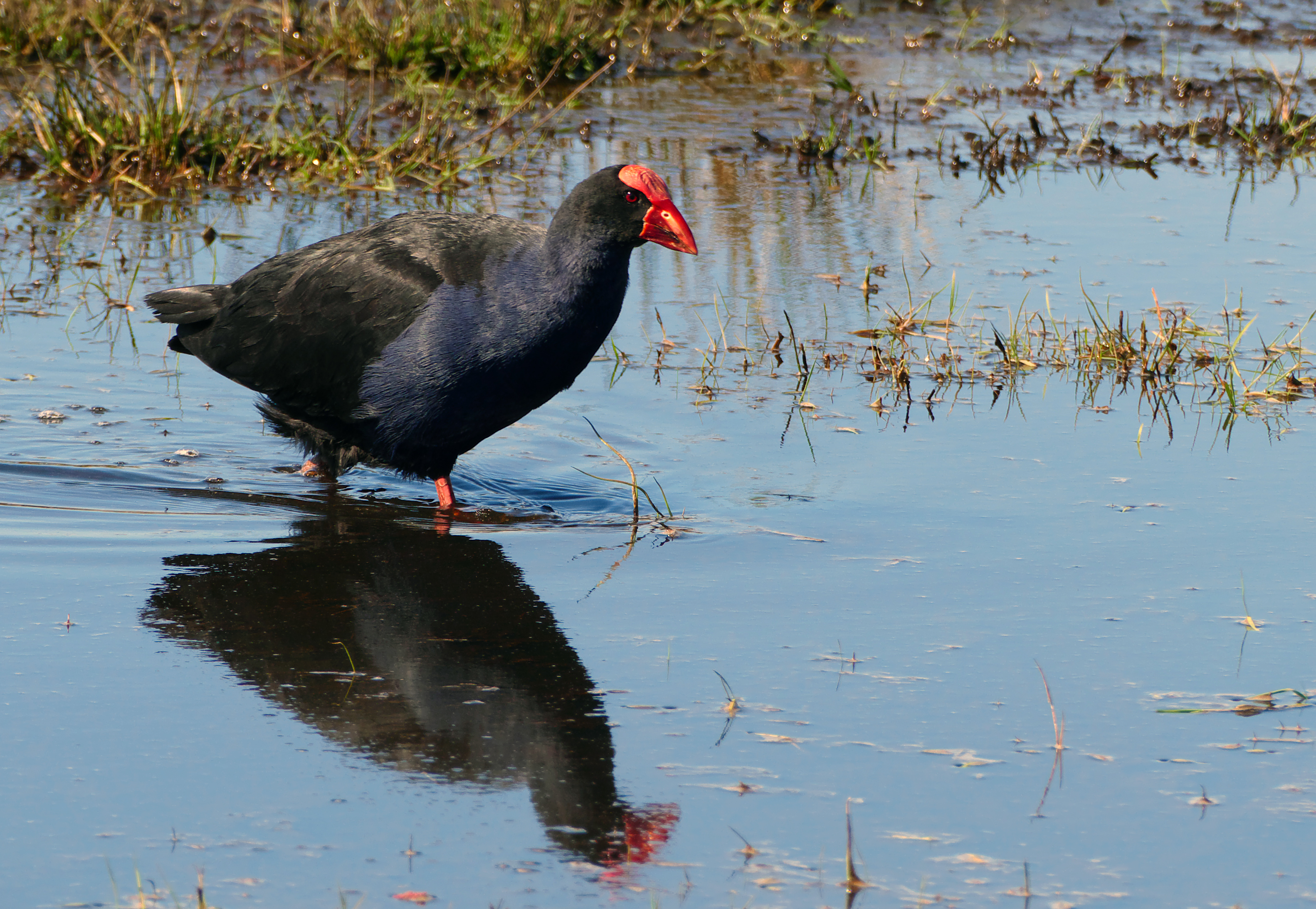 Free download high resolution image - free image free photo free stock image public domain picture -Pukeko bird native to New Zealand