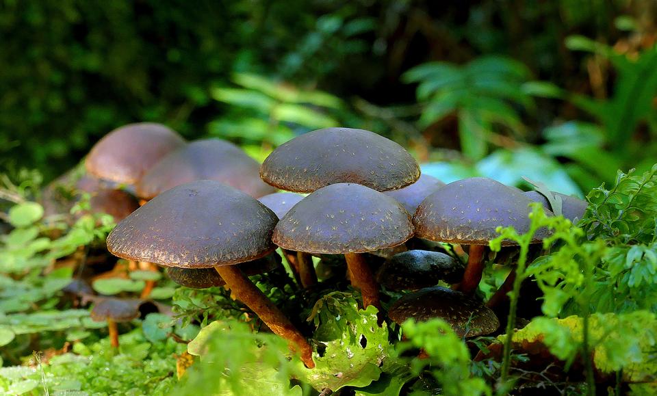 Free download high resolution image - free image free photo free stock image public domain picture  Hypholoma brunneum mushroom