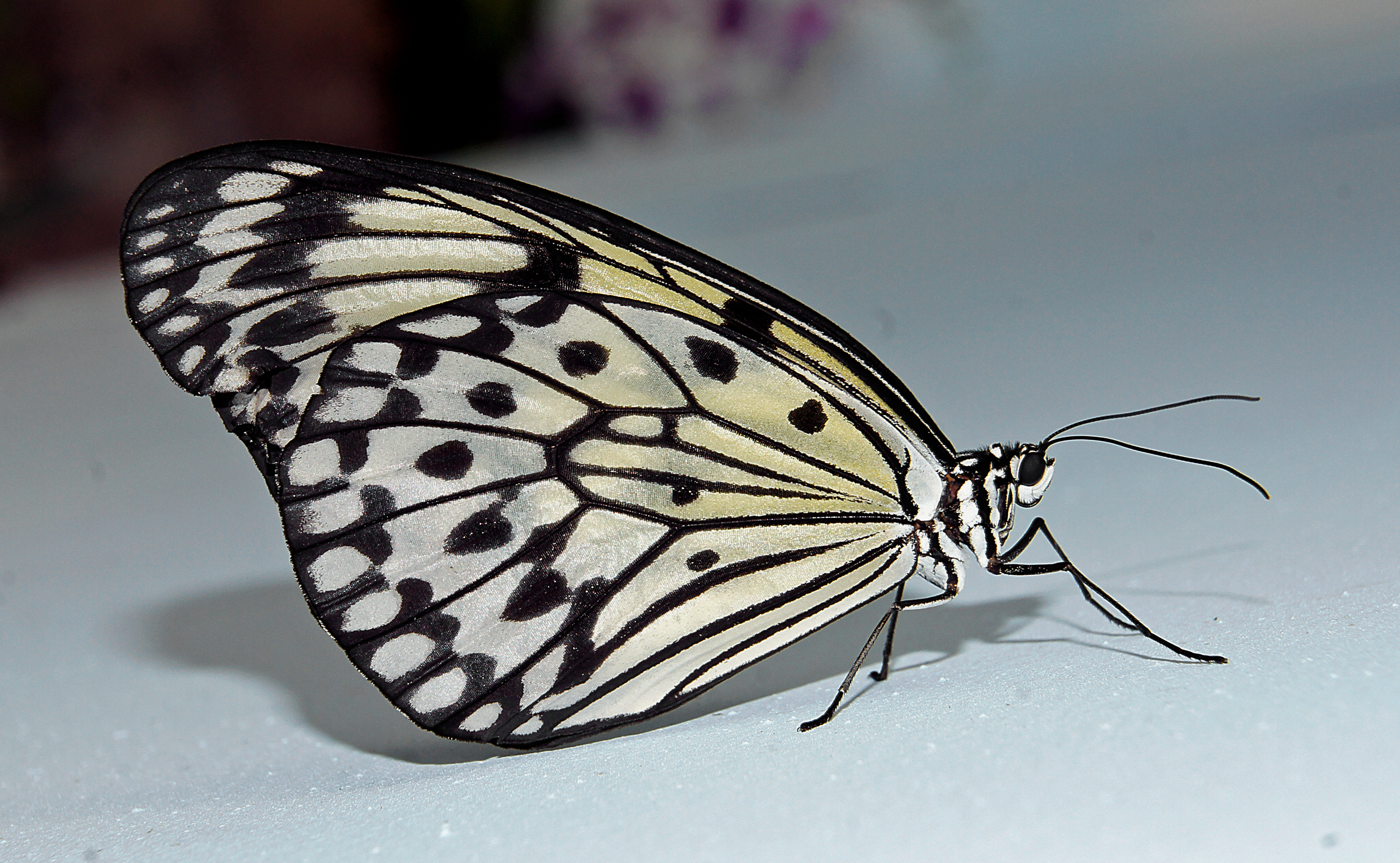 Free download high resolution image - free image free photo free stock image public domain picture -Idea leuconoe leuconoe