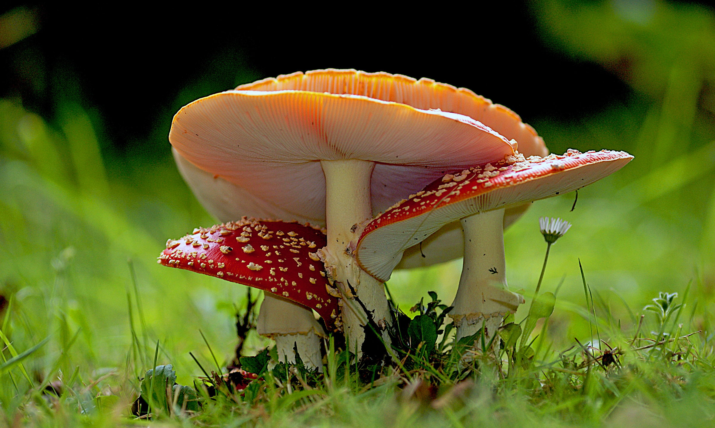 Free download high resolution image - free image free photo free stock image public domain picture -Amanita muscaria