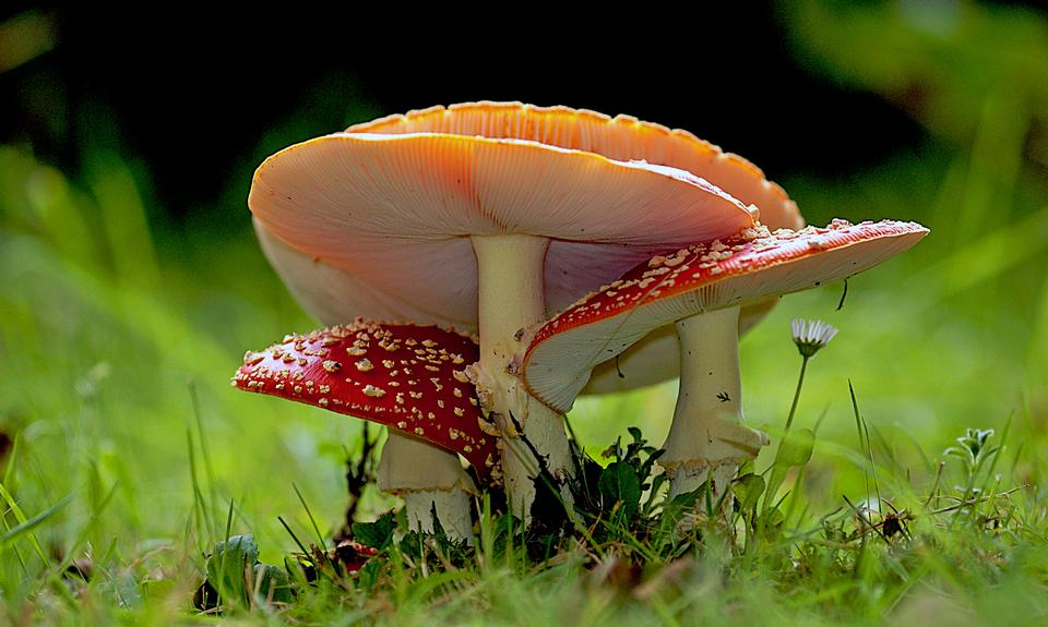 Free download high resolution image - free image free photo free stock image public domain picture  Amanita muscaria