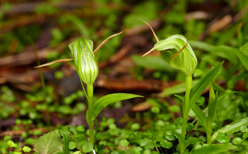 Free download high resolution image - free image free photo free stock image public domain picture  Greenhood Orchid growing on moss in forest