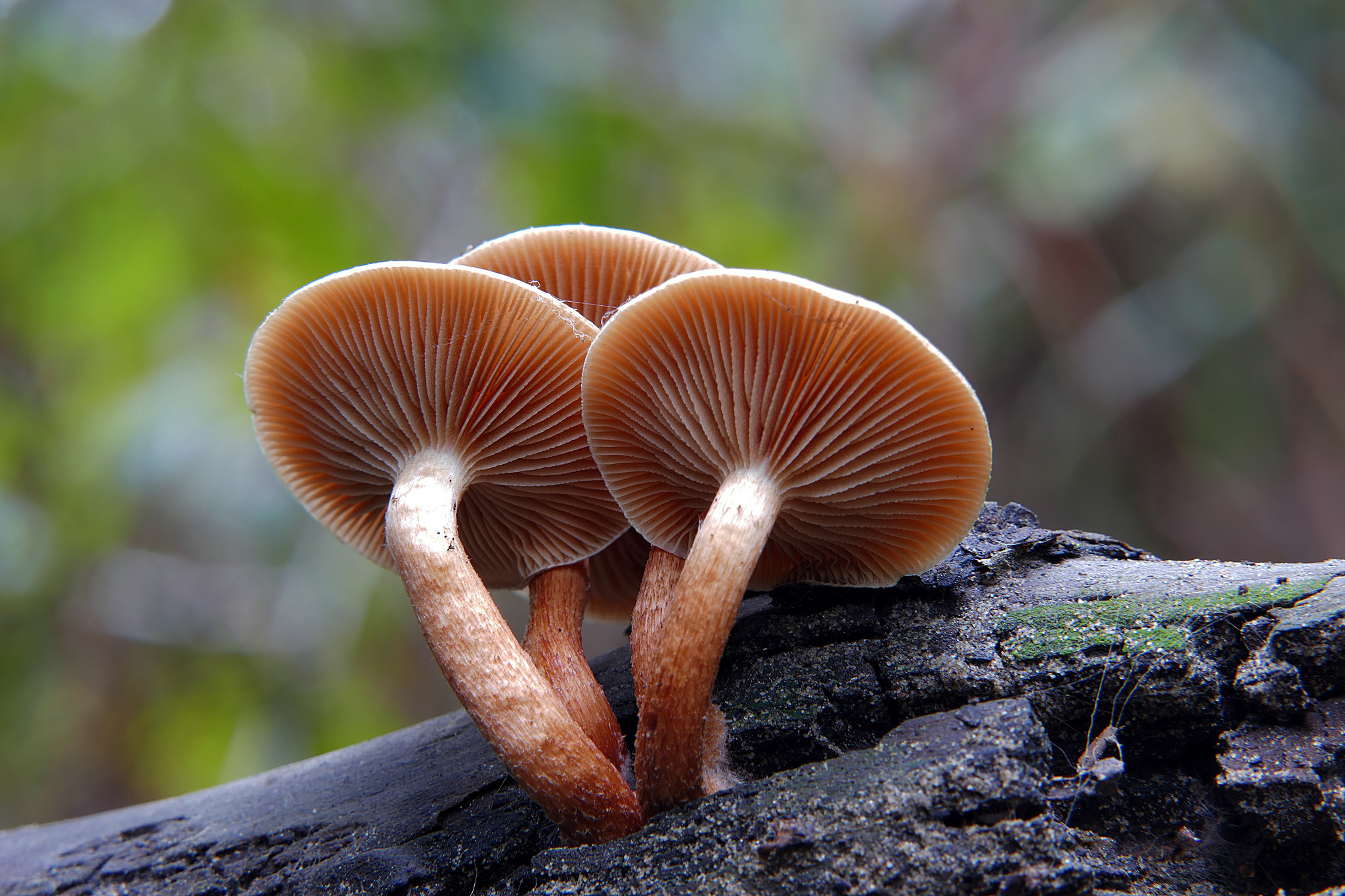 Free download high resolution image - free image free photo free stock image public domain picture -Sulphur tufts