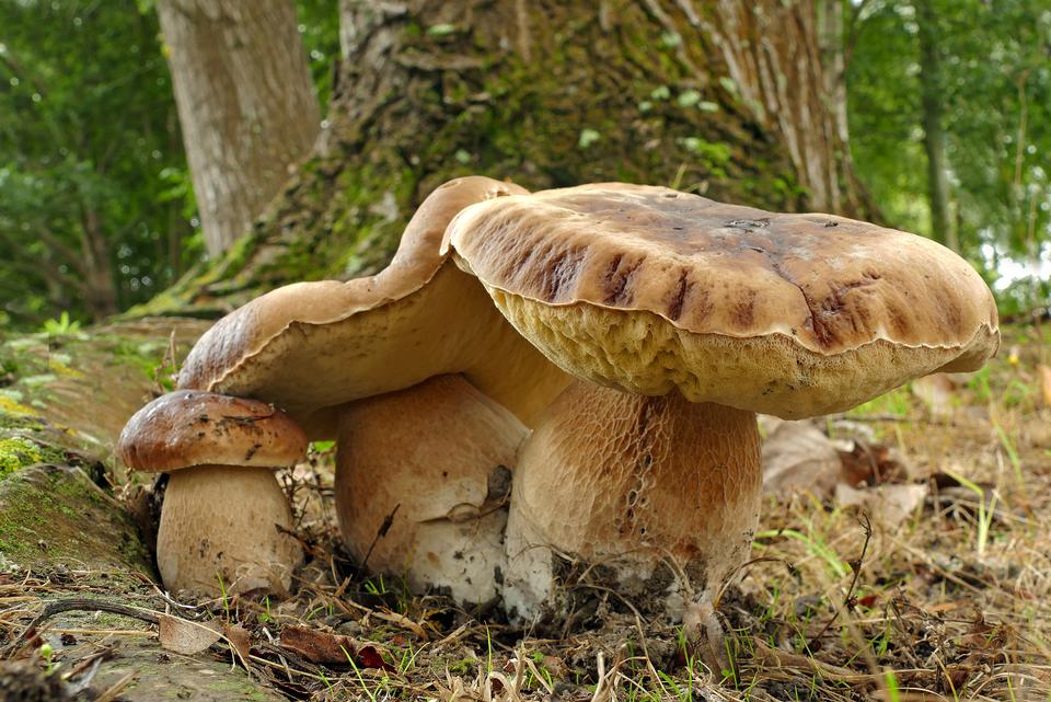 Free download high resolution image - free image free photo free stock image public domain picture  King bolete, penny bun, porcino