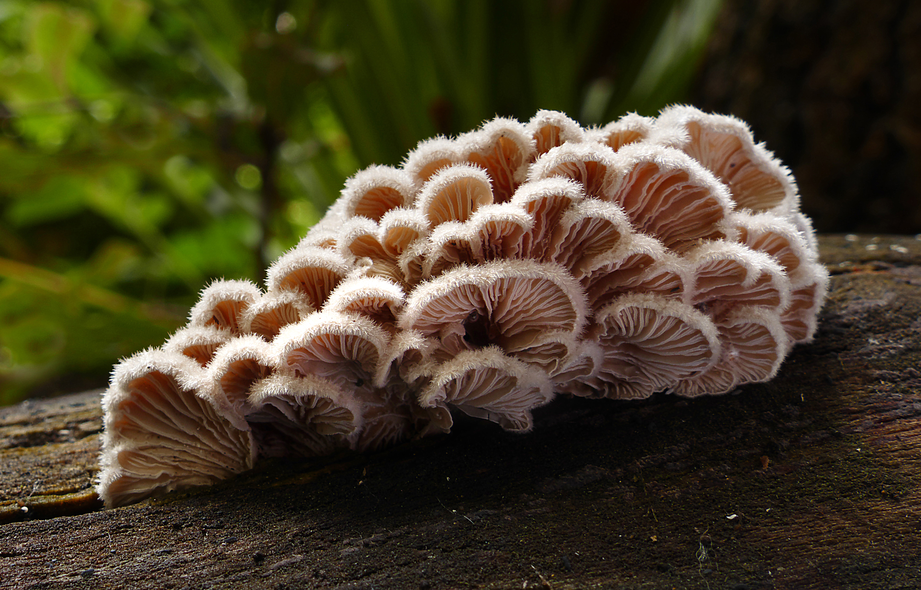 Free download high resolution image - free image free photo free stock image public domain picture -Schizophyllum commune