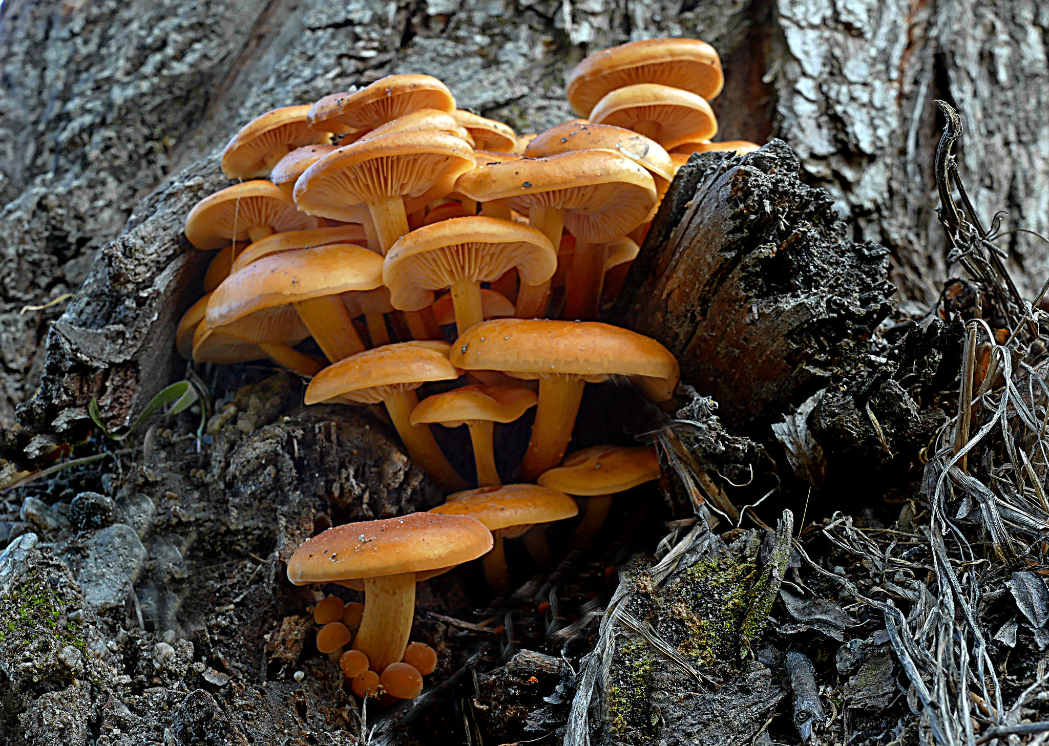 Free download high resolution image - free image free photo free stock image public domain picture -a cluster of sulfur tuft