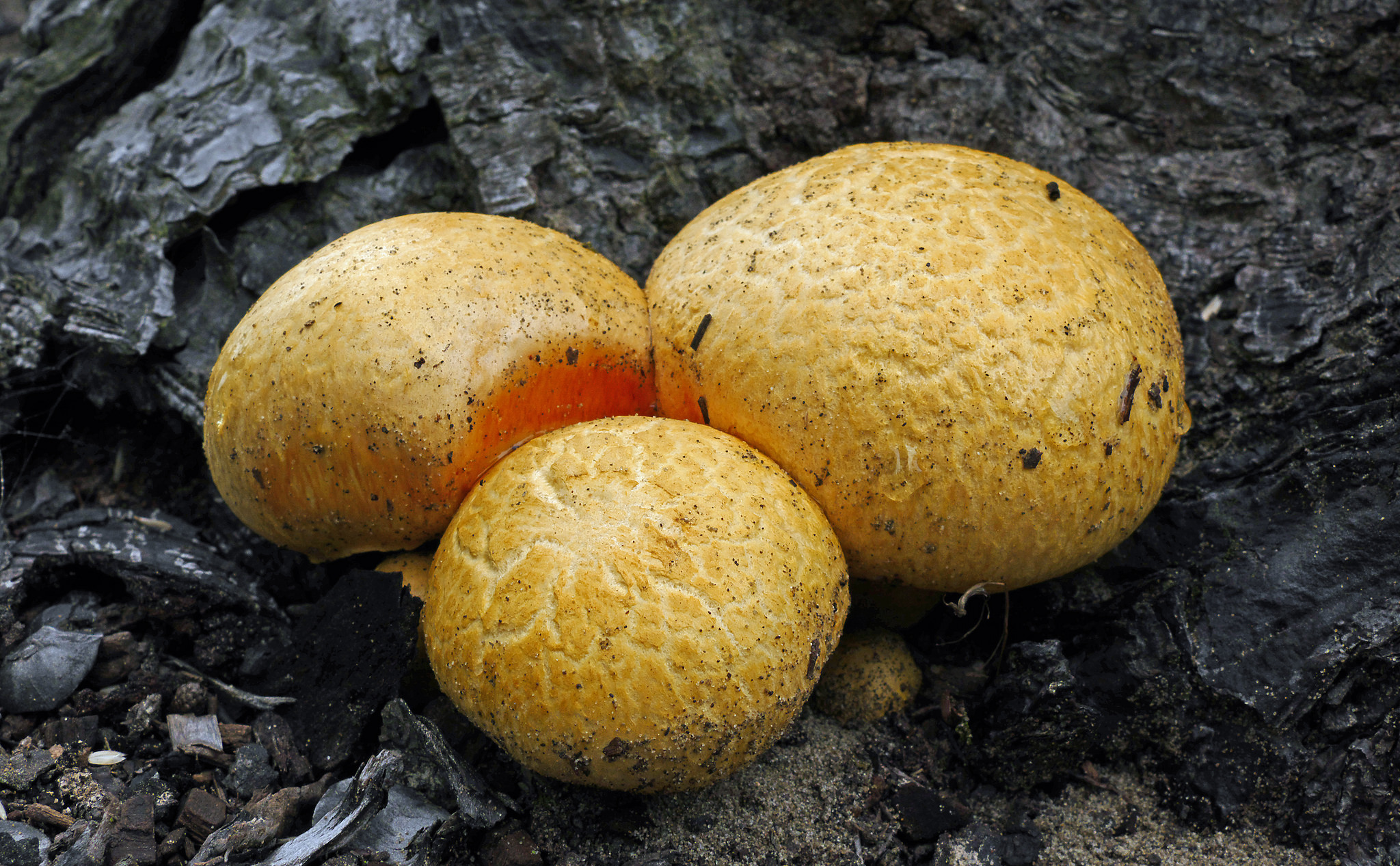 Free download high resolution image - free image free photo free stock image public domain picture -Orange Gymnopilus fungi growing on the forest floor