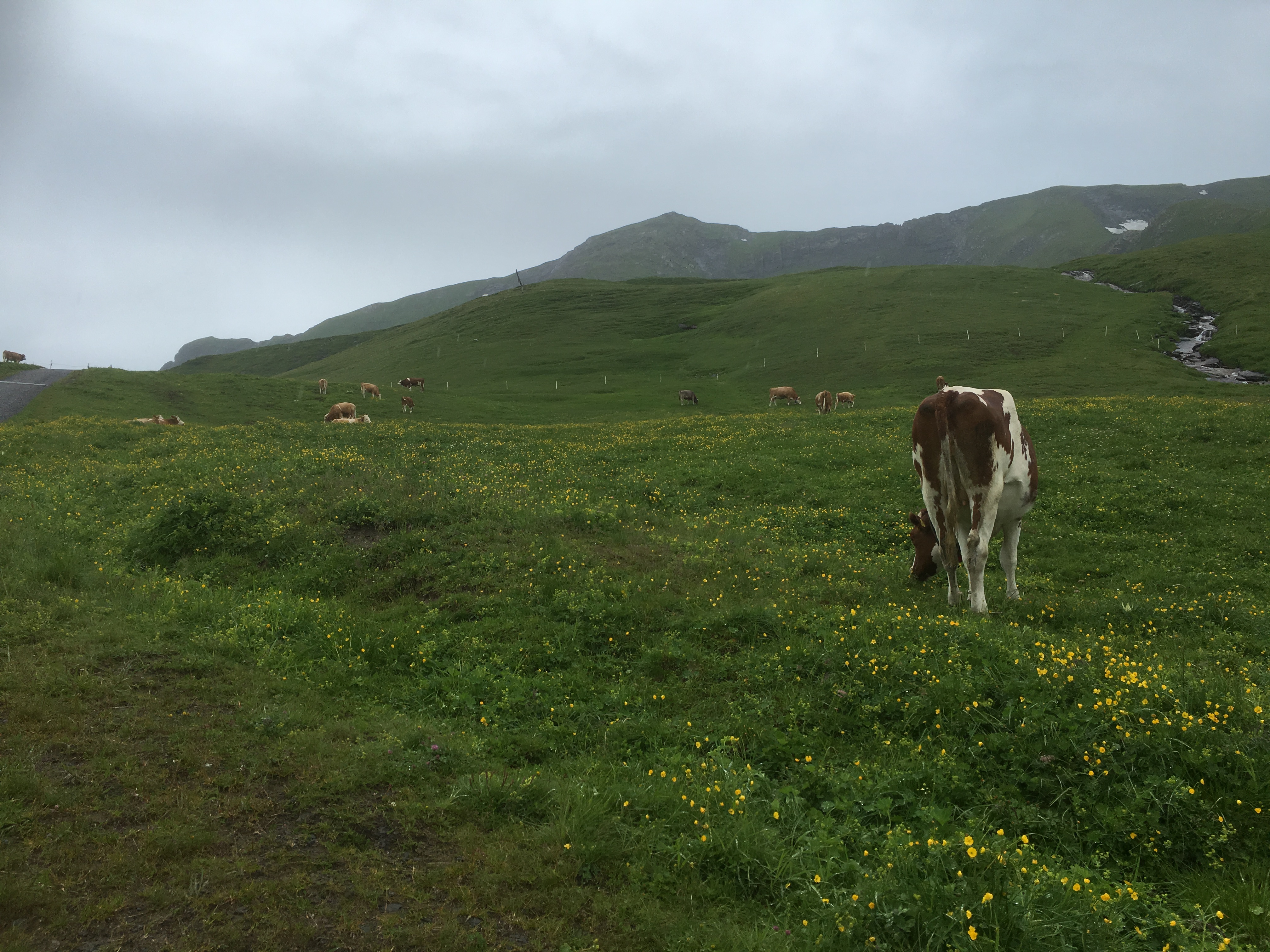 Free download high resolution image - free image free photo free stock image public domain picture -Herd of cows at Jungfrau