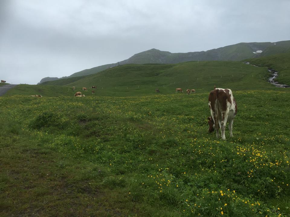 Free download high resolution image - free image free photo free stock image public domain picture  Herd of cows at Jungfrau