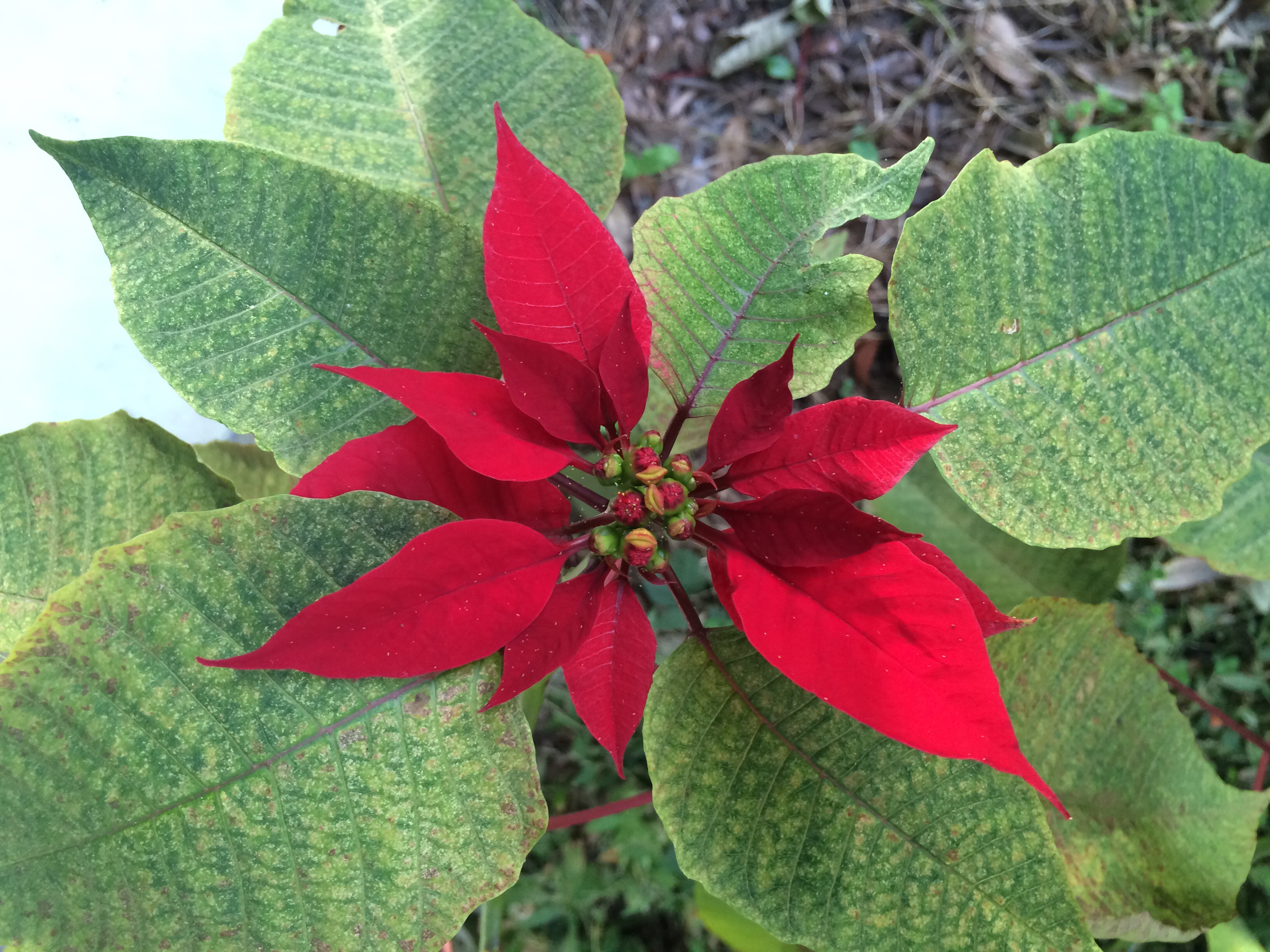 Free download high resolution image - free image free photo free stock image public domain picture -Poinsettia