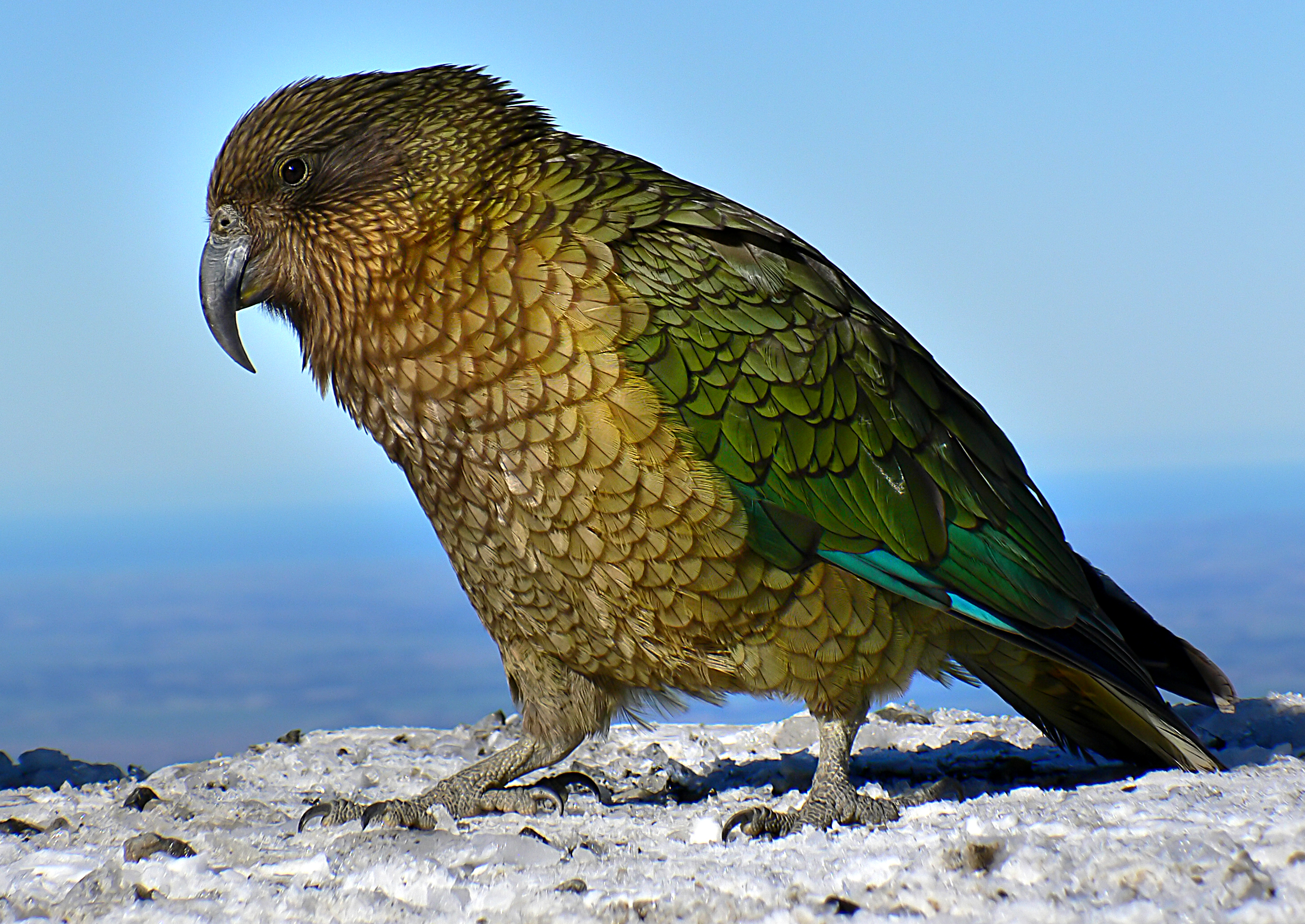 Free download high resolution image - free image free photo free stock image public domain picture -Colourful Kea bird on road in New Zealand