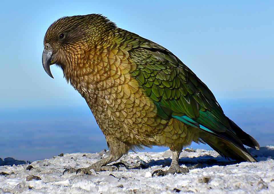 Free download high resolution image - free image free photo free stock image public domain picture  Colourful Kea bird on road in New Zealand