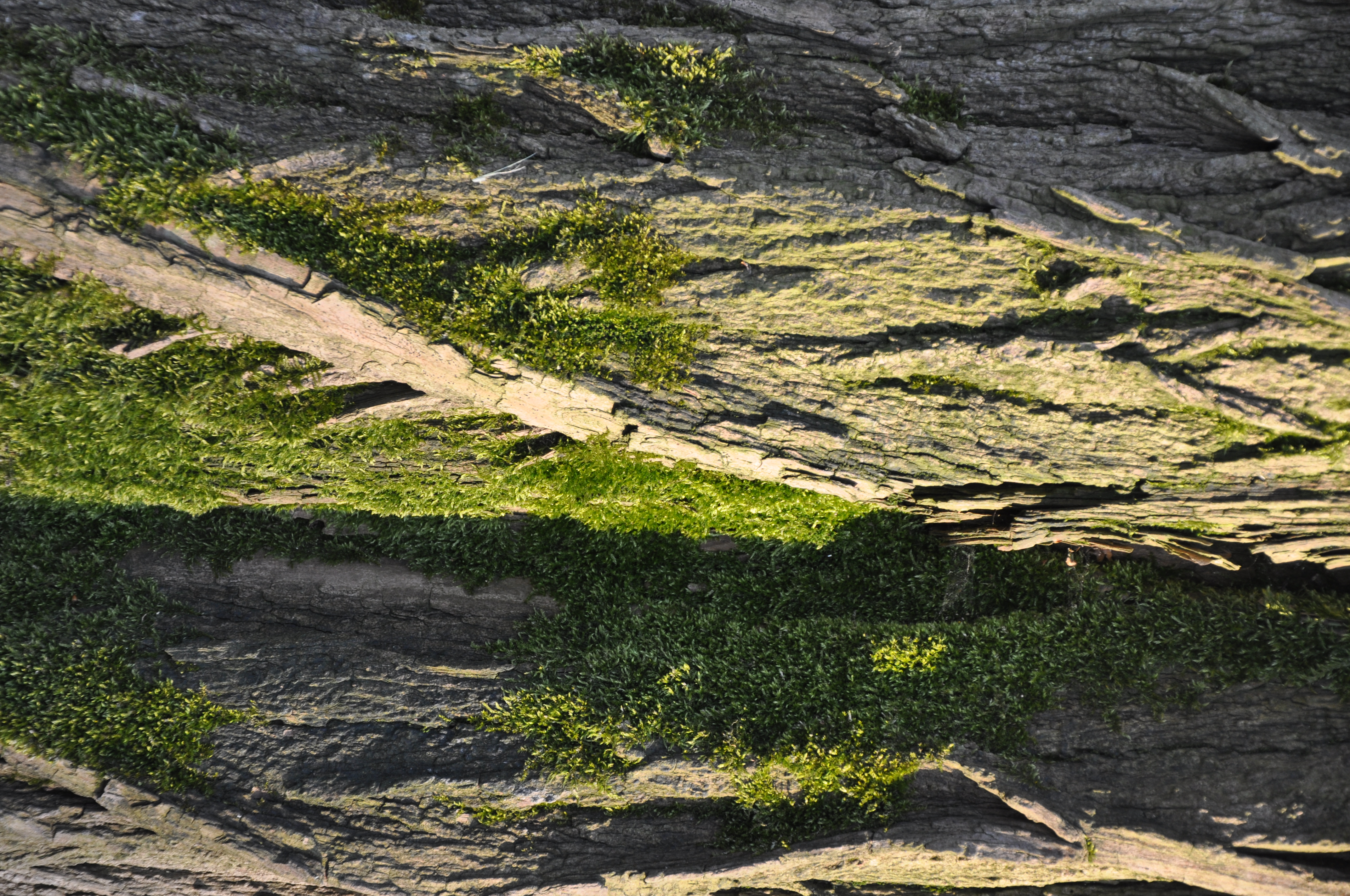 Free download high resolution image - free image free photo free stock image public domain picture -tree bark