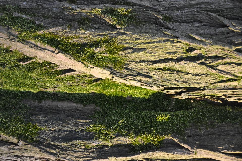 Free download high resolution image - free image free photo free stock image public domain picture  tree bark