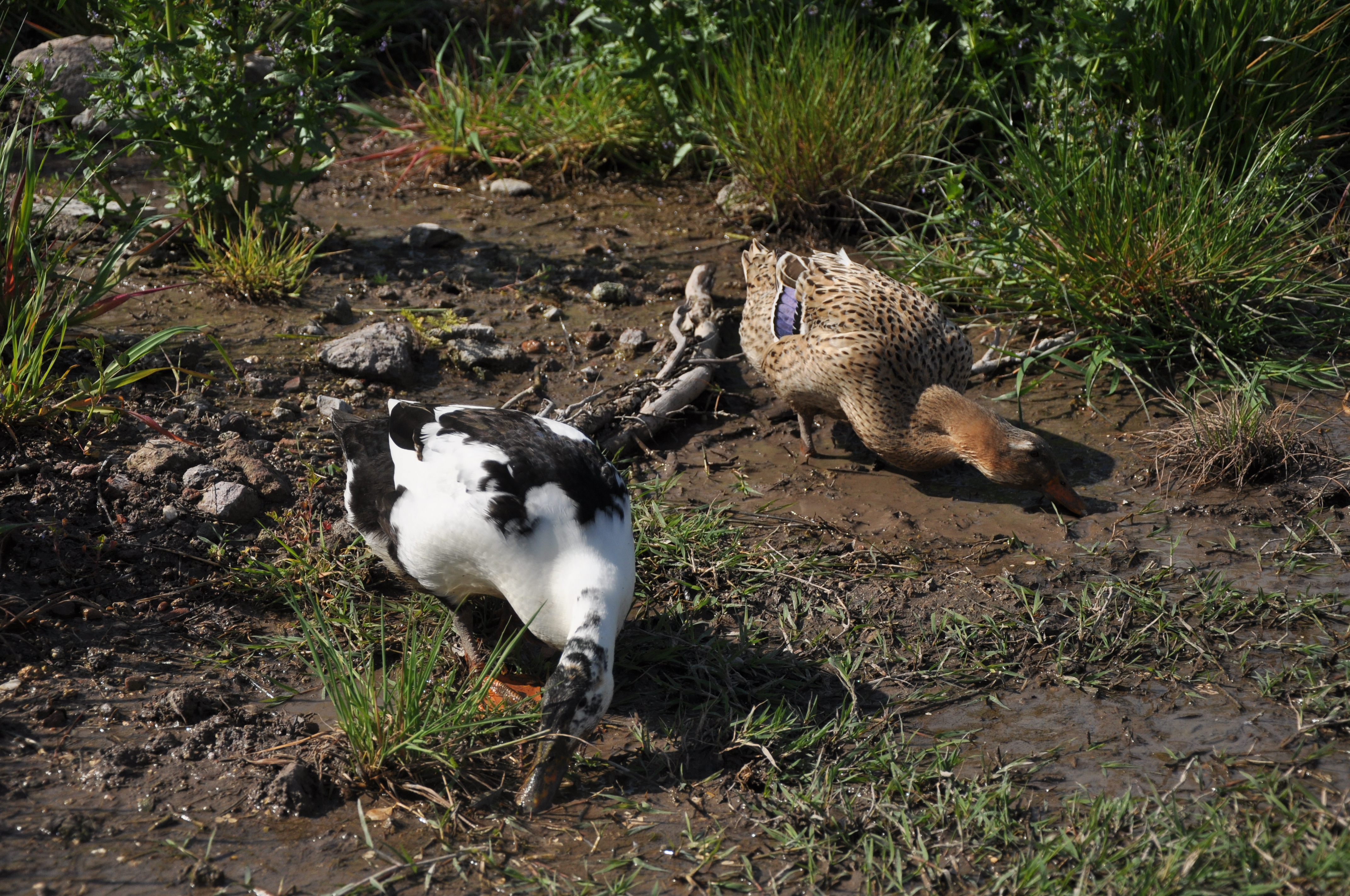 Free download high resolution image - free image free photo free stock image public domain picture -Ducks