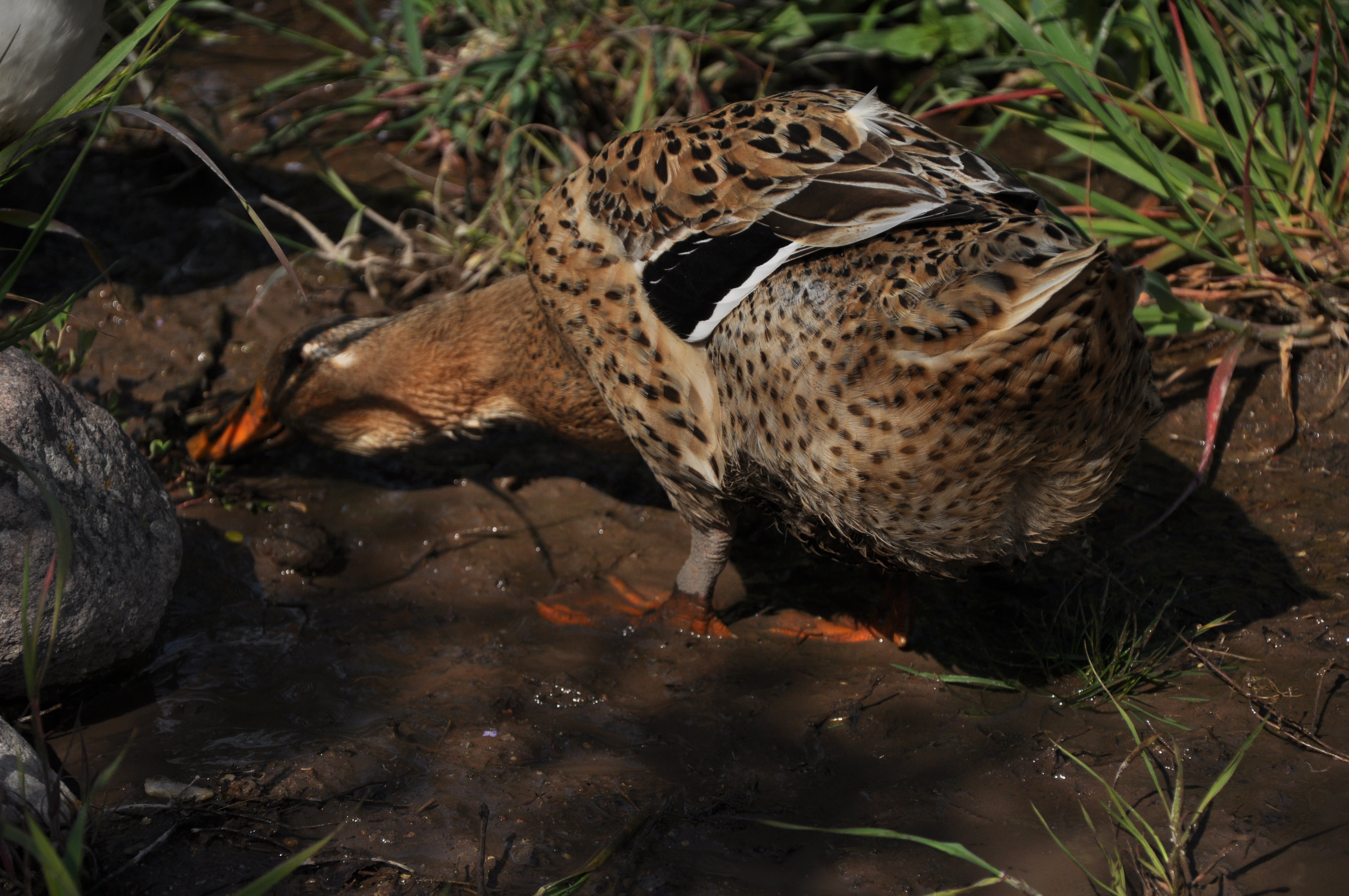 Free download high resolution image - free image free photo free stock image public domain picture -duck