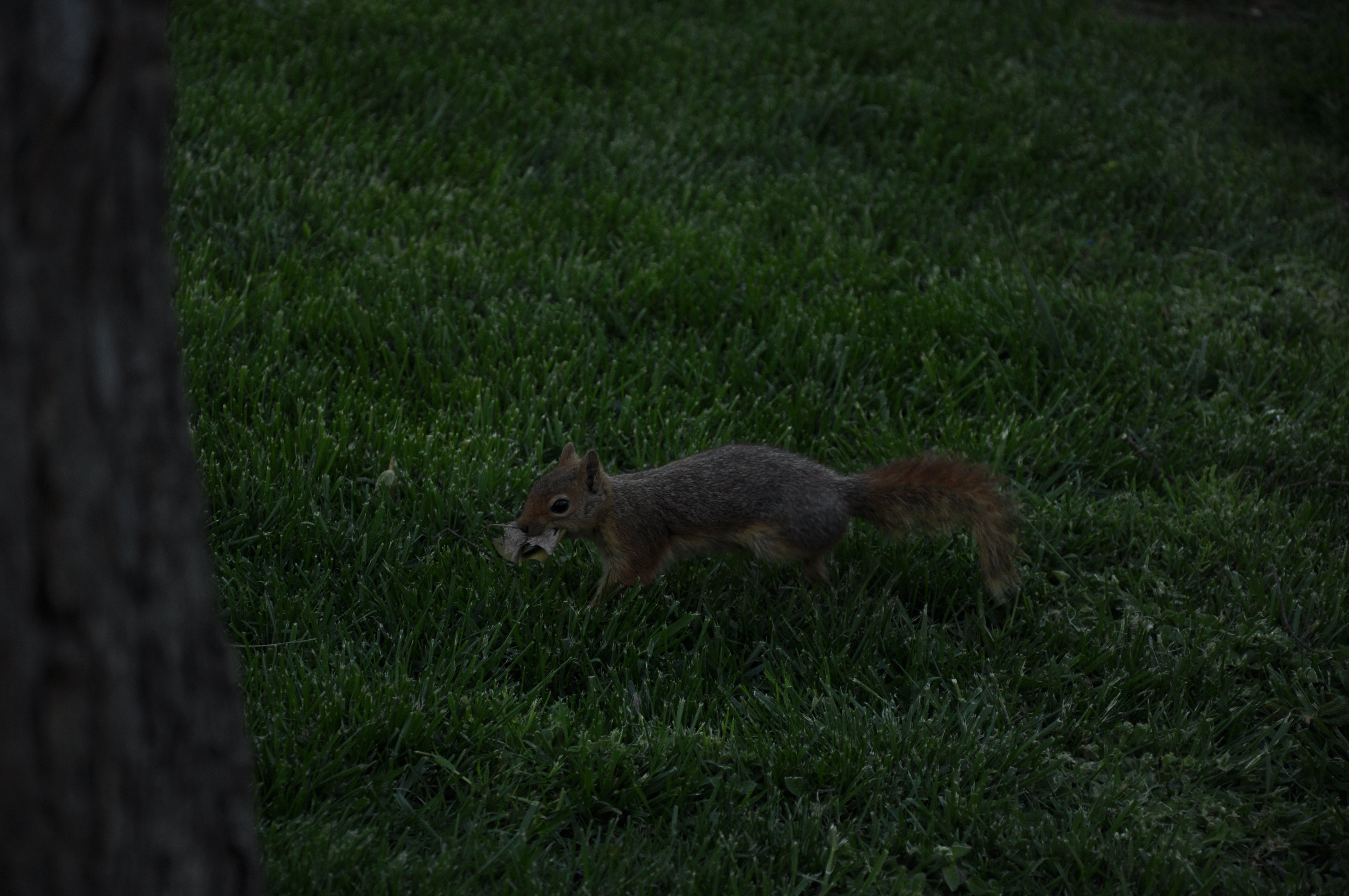 Free download high resolution image - free image free photo free stock image public domain picture -Squirrel with tree