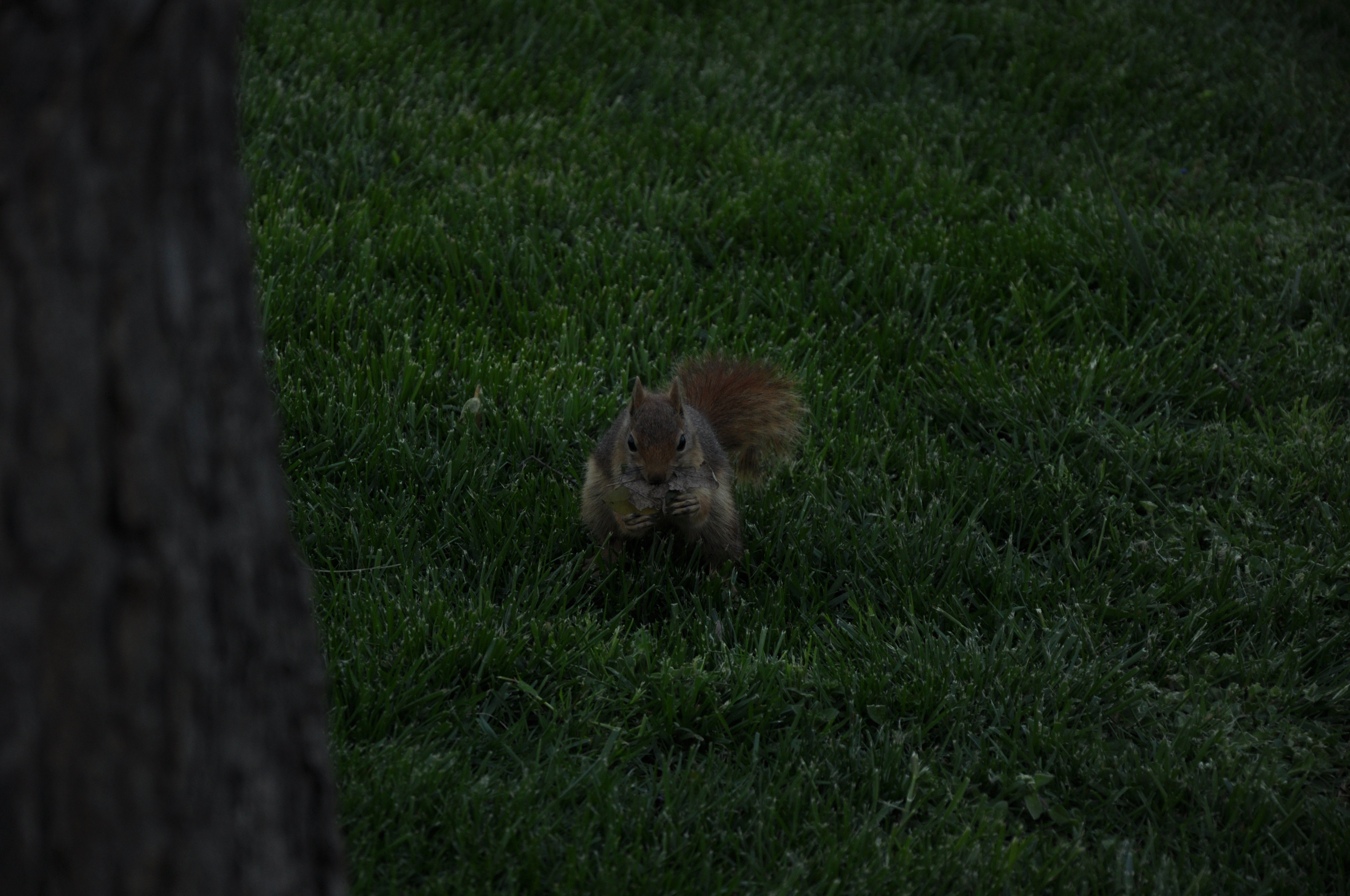 Free download high resolution image - free image free photo free stock image public domain picture -squirrel 2