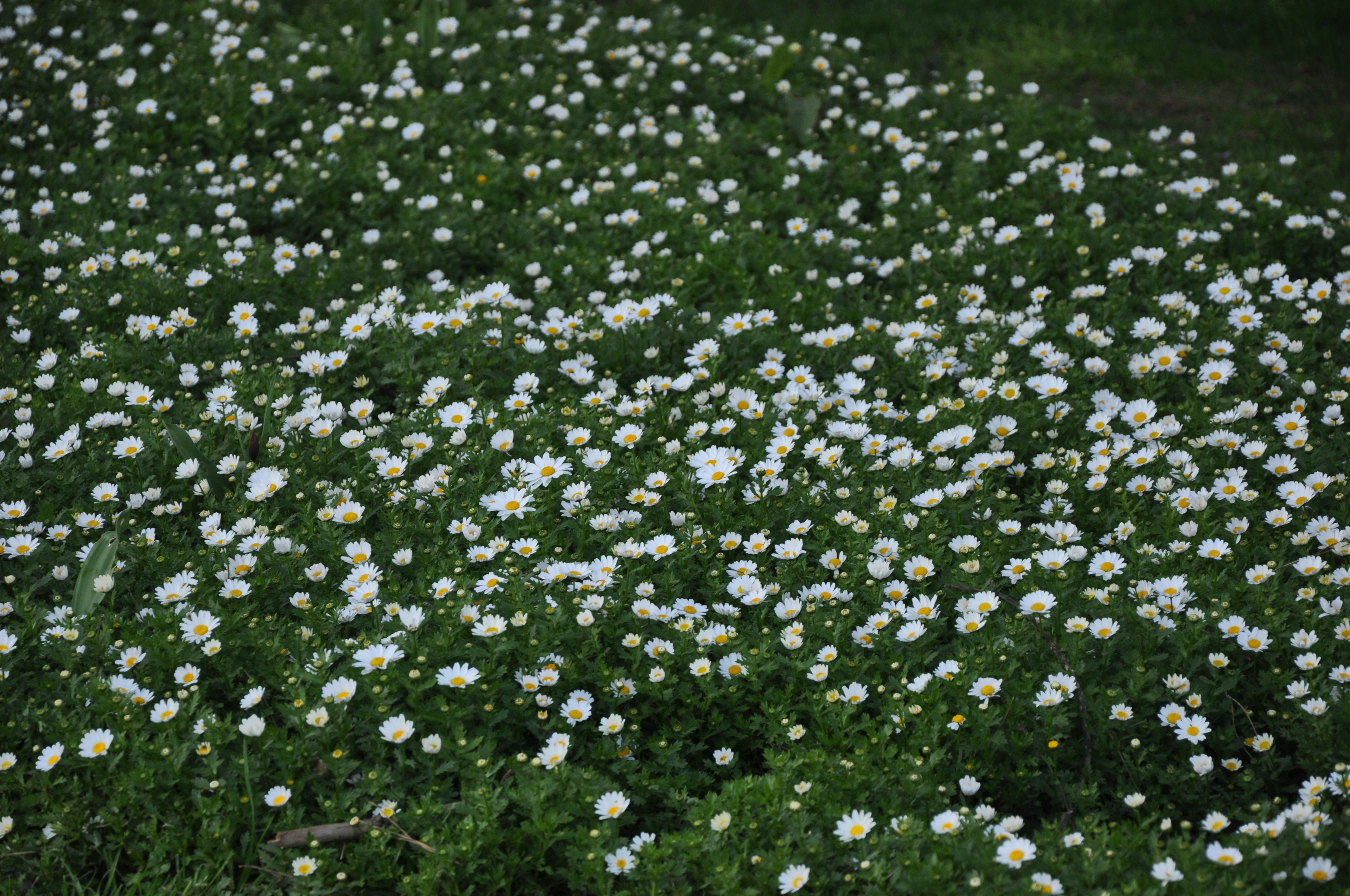 Free download high resolution image - free image free photo free stock image public domain picture -flower 1