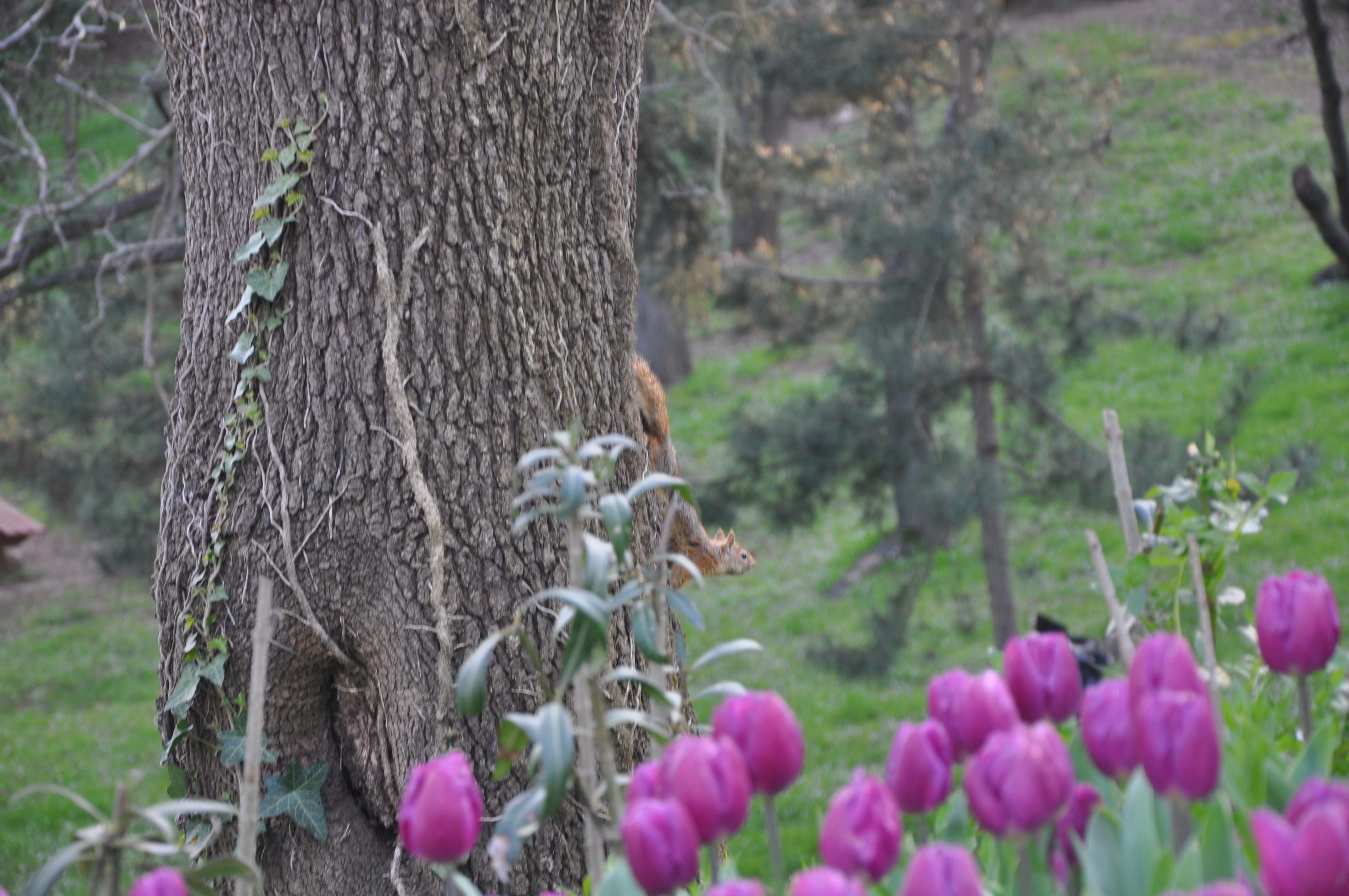 Free download high resolution image - free image free photo free stock image public domain picture -squirrel with tree and tulips