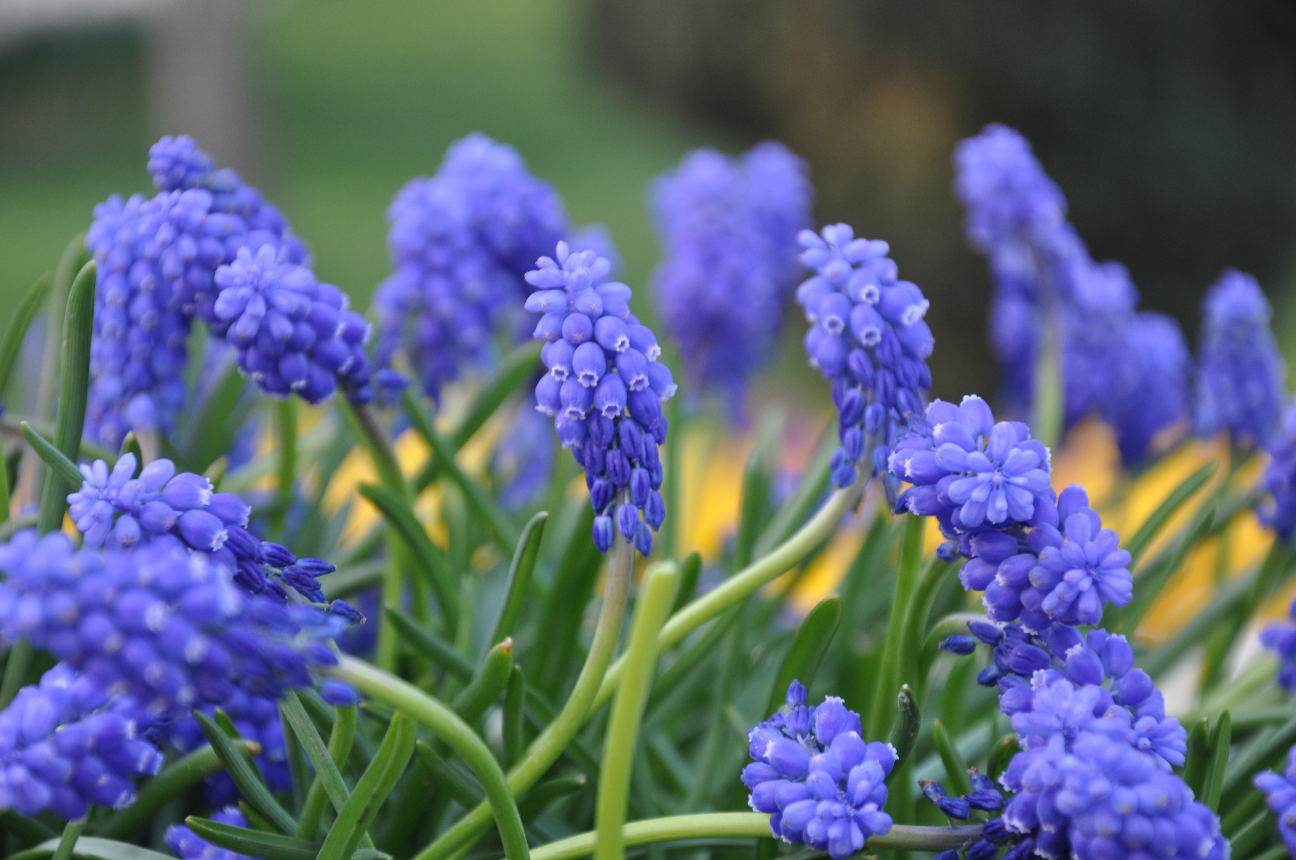 Free download high resolution image - free image free photo free stock image public domain picture -flower 2