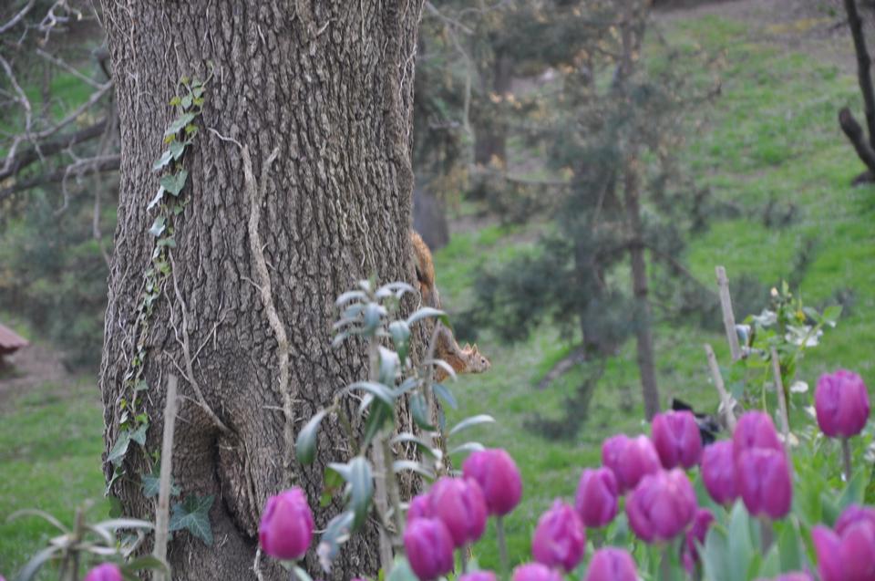 Free download high resolution image - free image free photo free stock image public domain picture  squirrel with tree and tulips