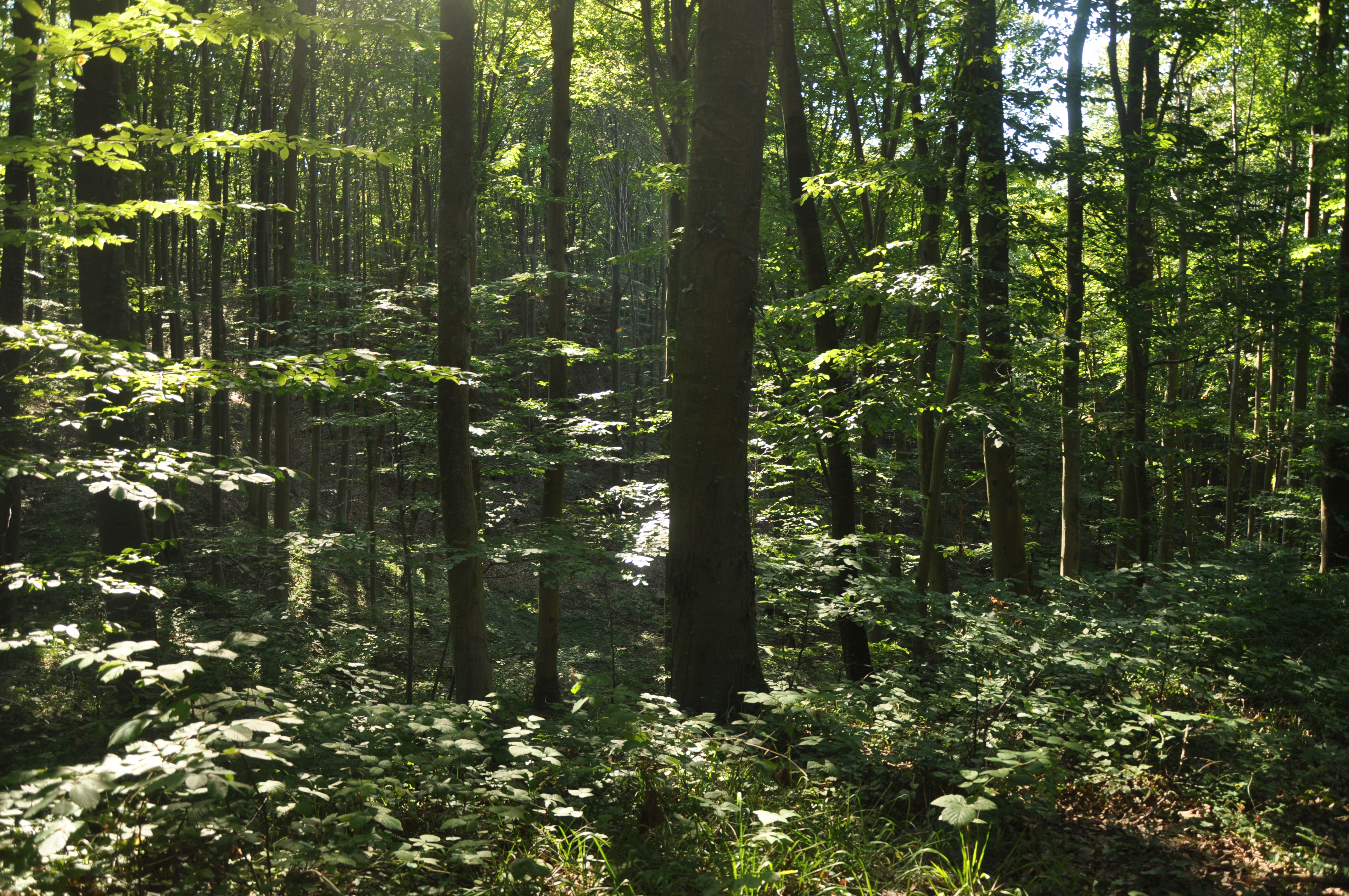 Free download high resolution image - free image free photo free stock image public domain picture -Forest in the middle of the day