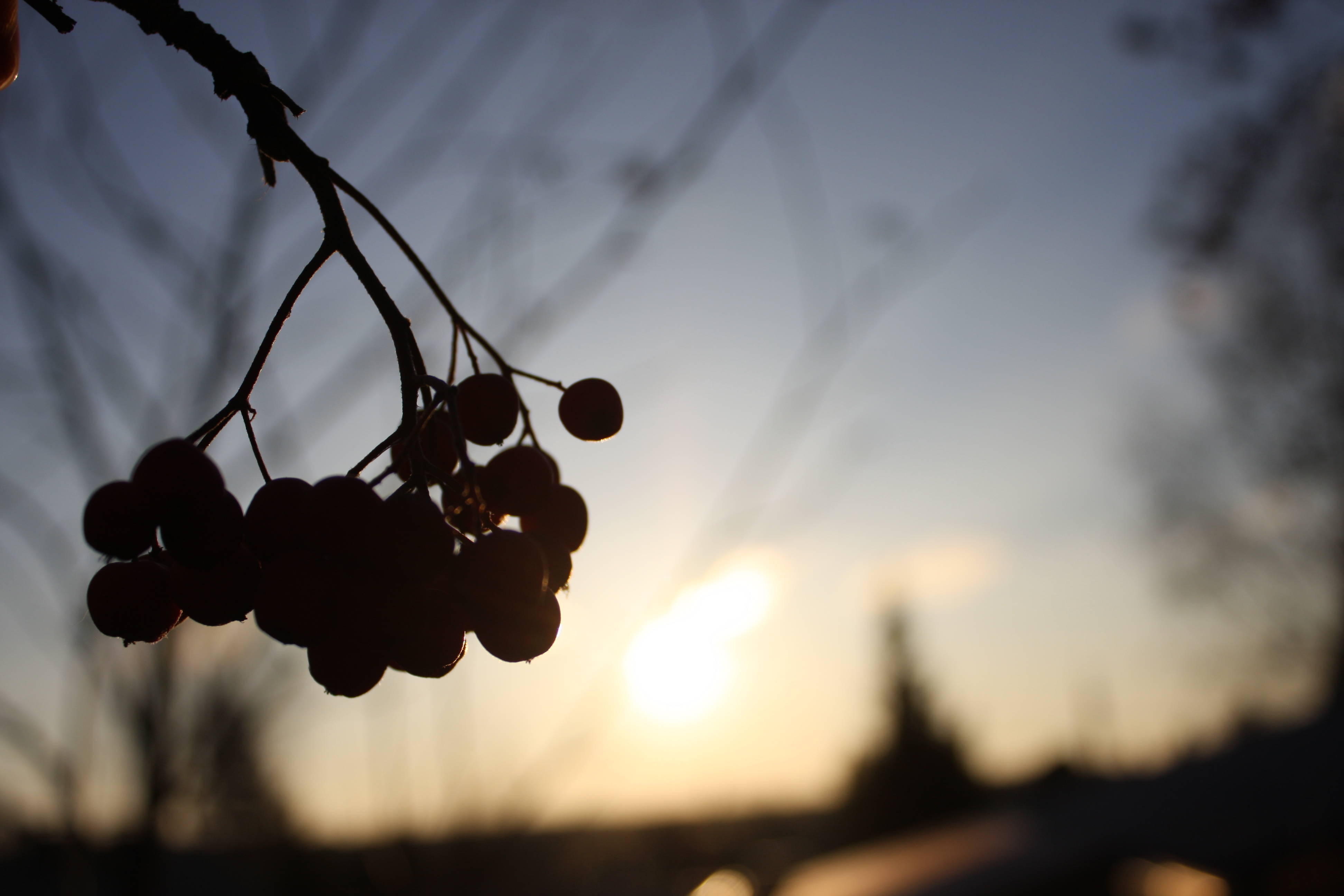 Free download high resolution image - free image free photo free stock image public domain picture -berries at dawn