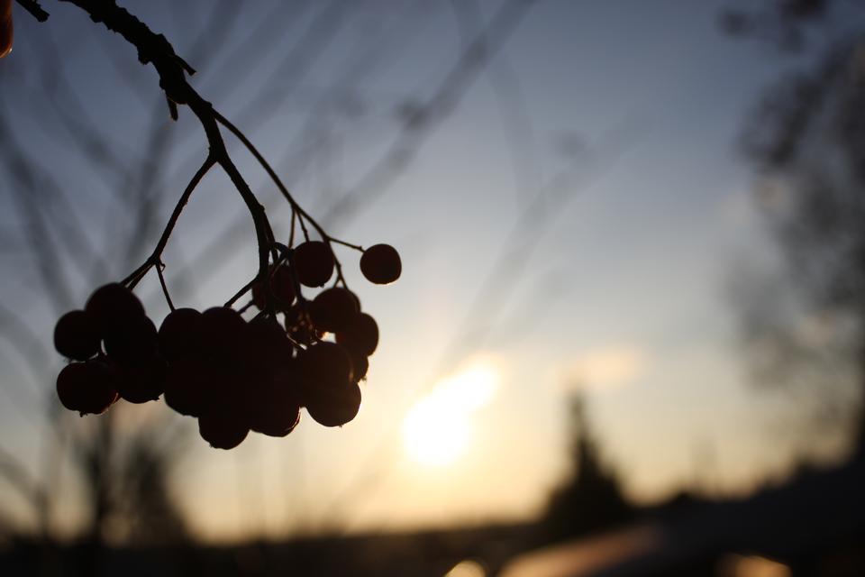 Free download high resolution image - free image free photo free stock image public domain picture  berries at dawn