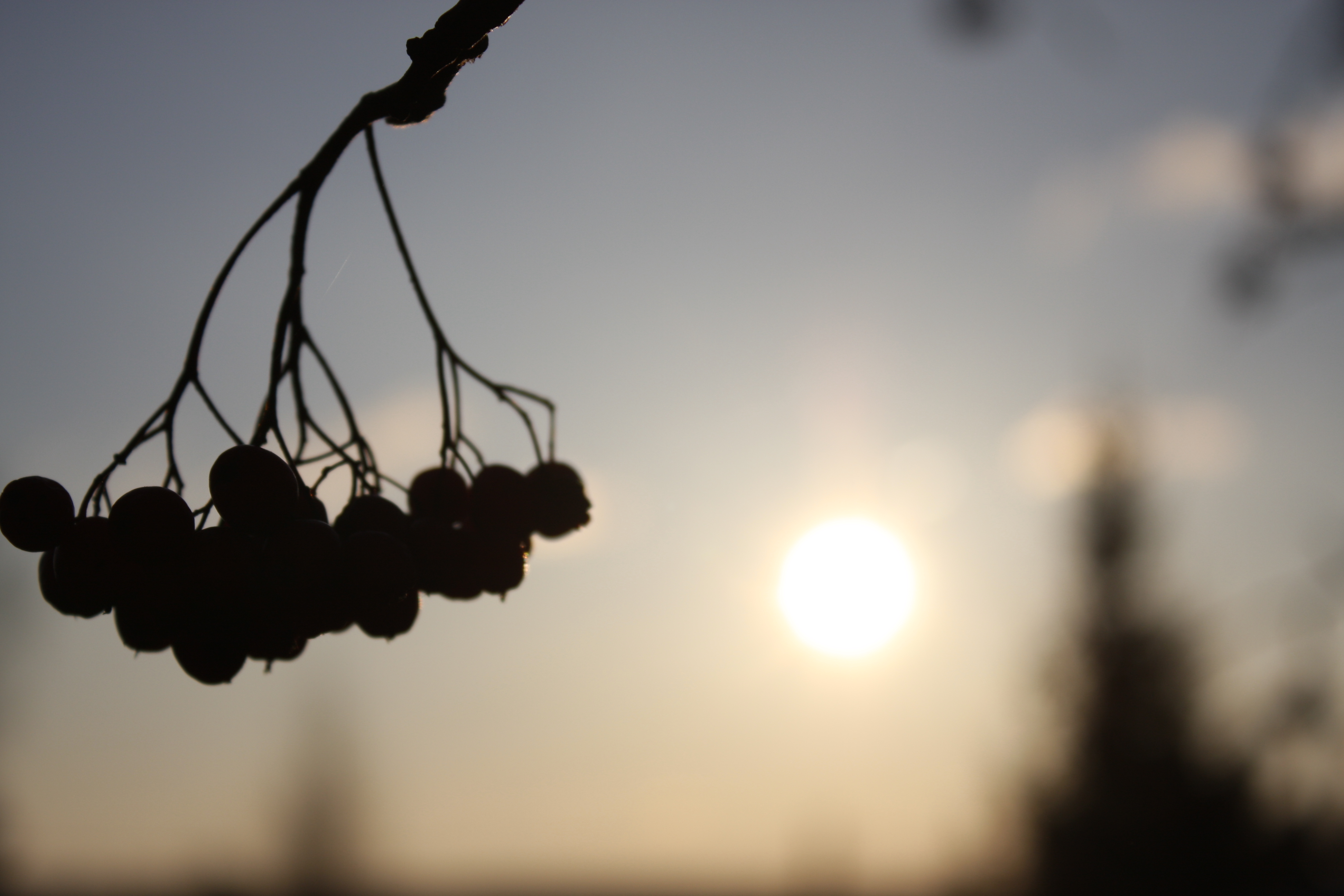 Free download high resolution image - free image free photo free stock image public domain picture -berries and sun