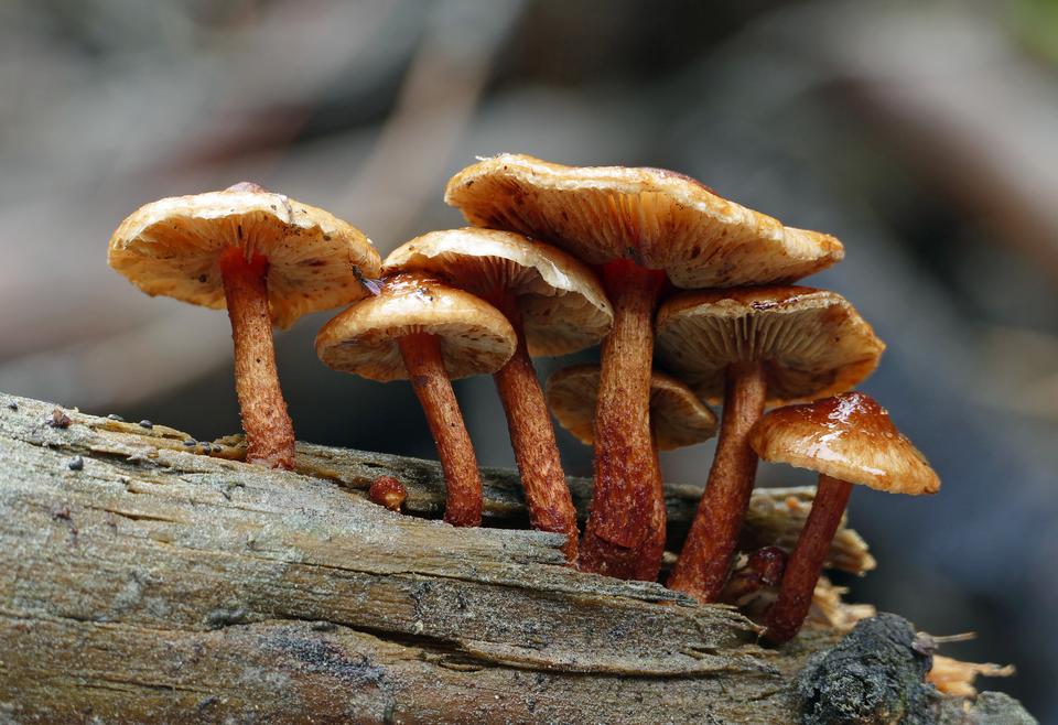 Free download high resolution image - free image free photo free stock image public domain picture  Sulphur tufts