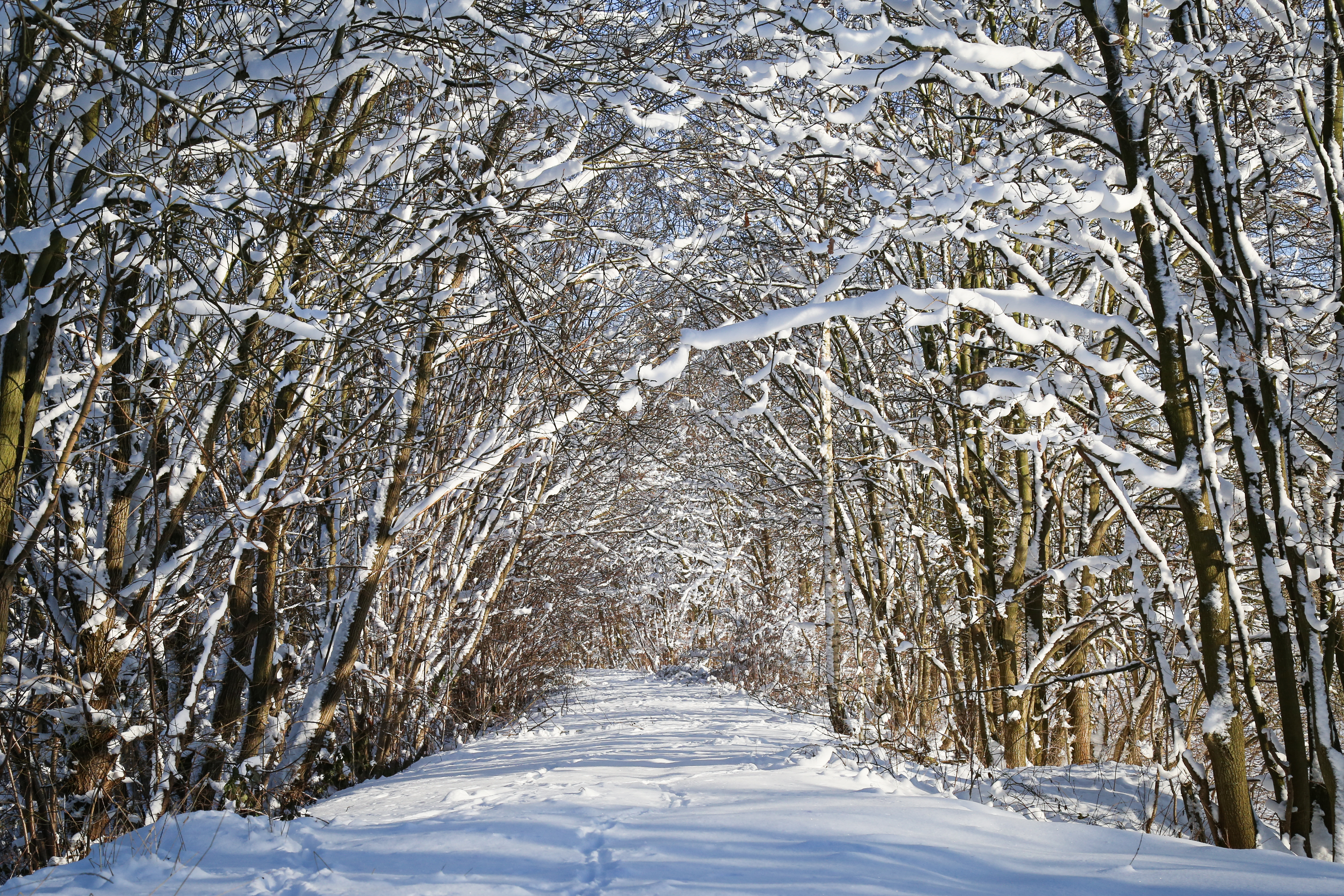 Free download high resolution image - free image free photo free stock image public domain picture -Snow forest alley